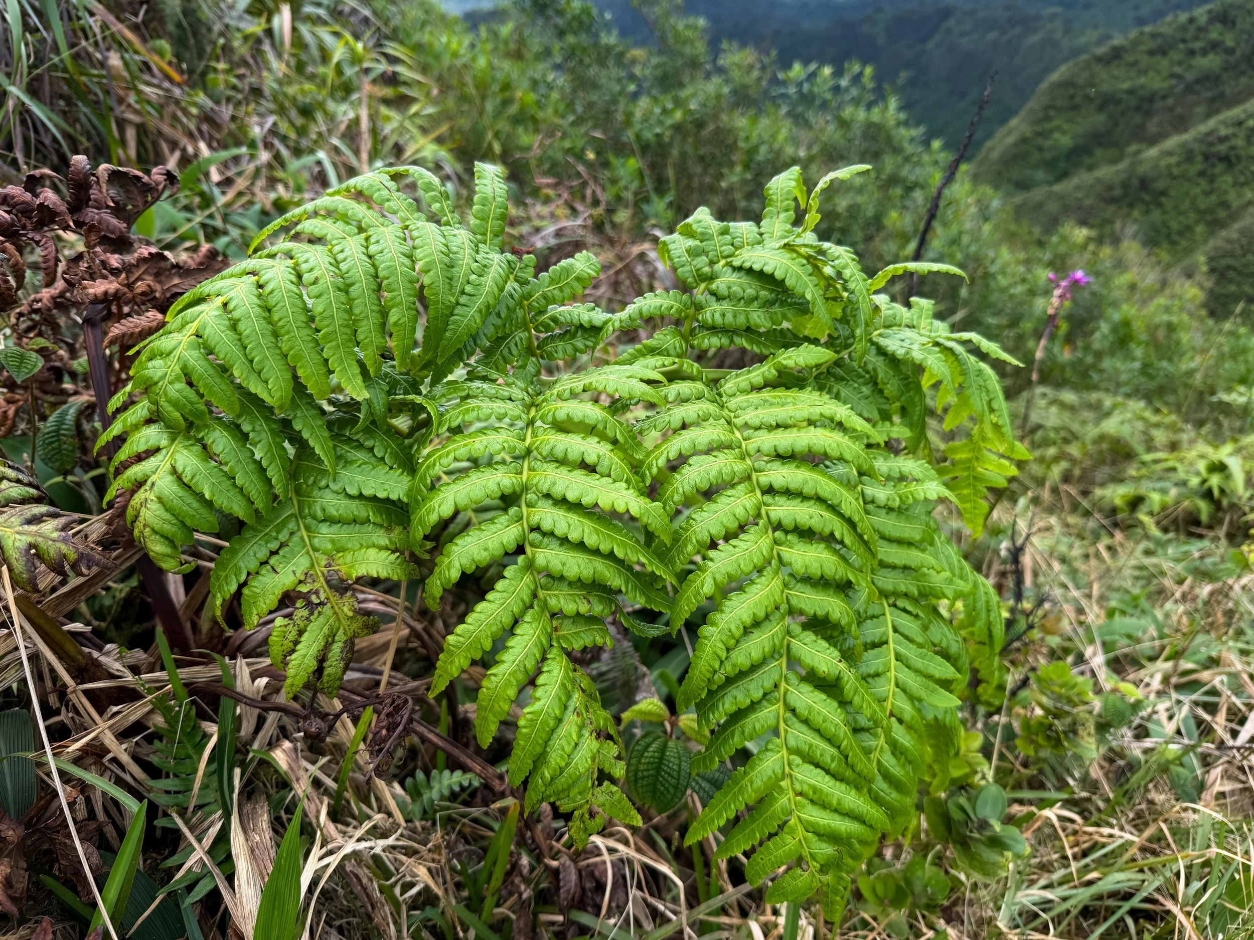 Hapuu ii Cibotium menziesii