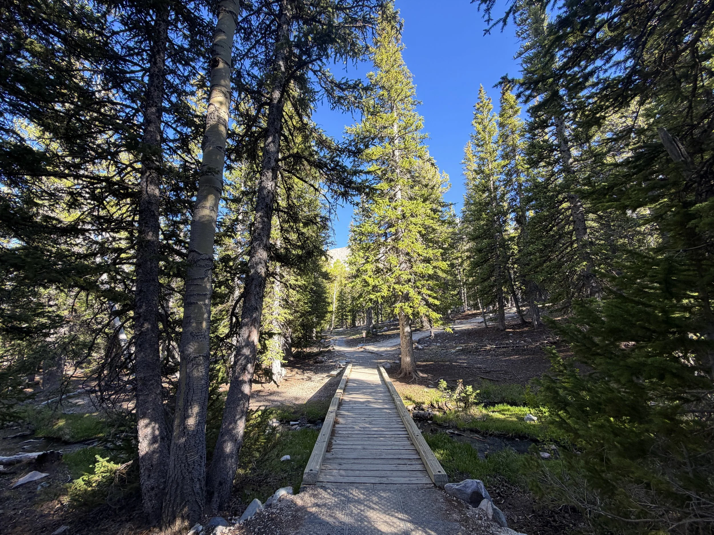 Sky Island Forest Trail Great Basin National Park Nevada