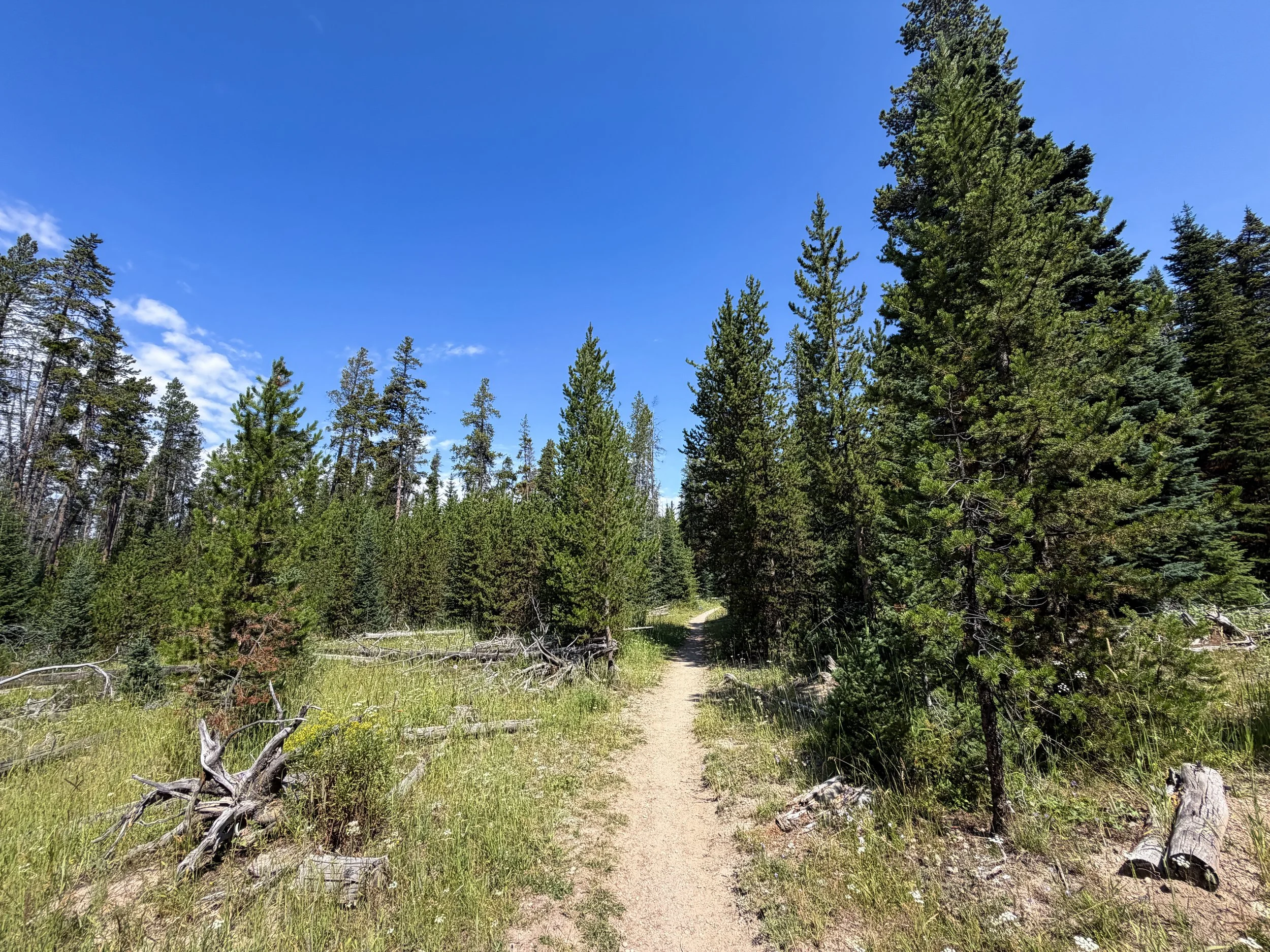Storm Point Trail Yellowstone National Park Wyoming