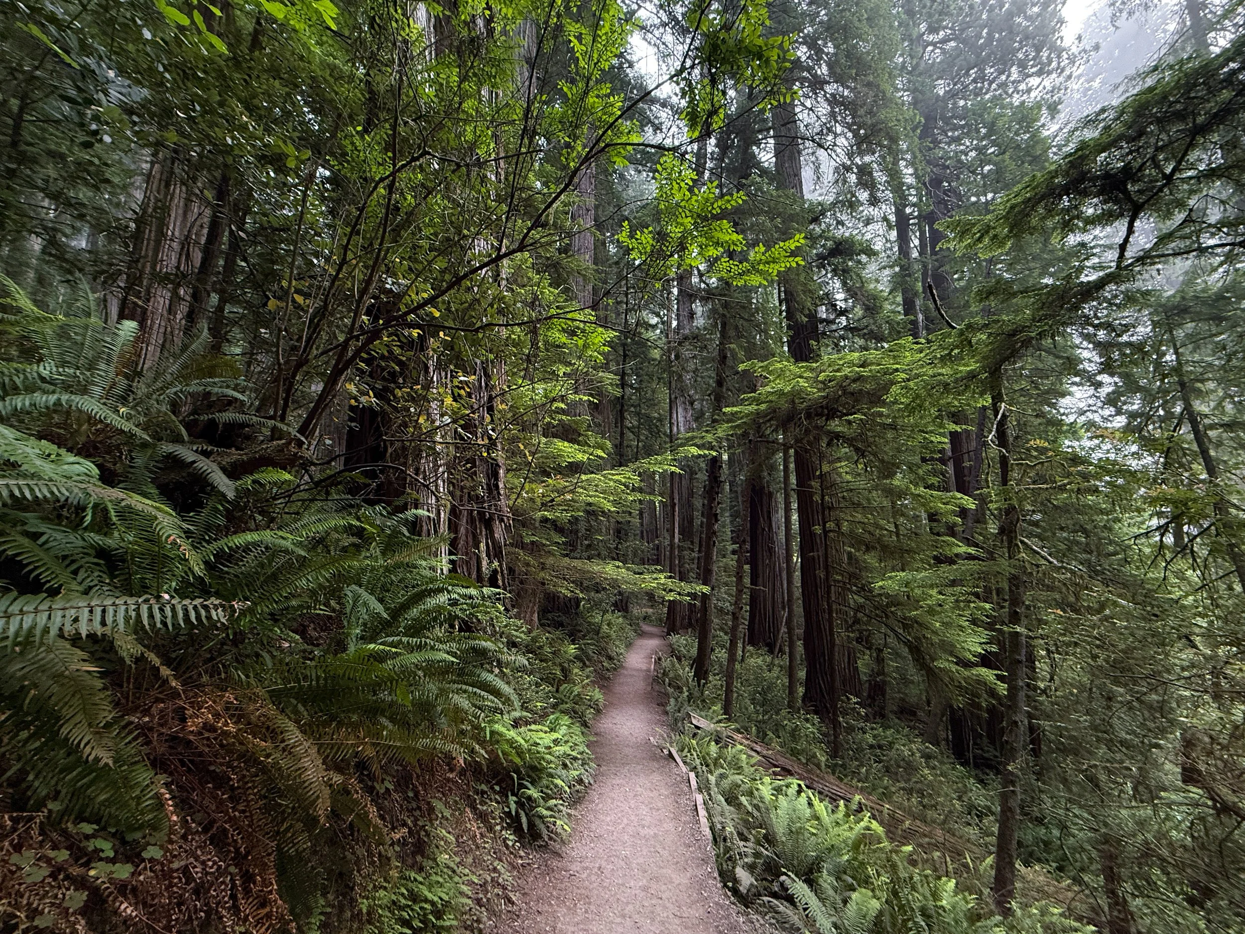 Grove of the Titans Trail Jedediah Smith Redwoods State Park California