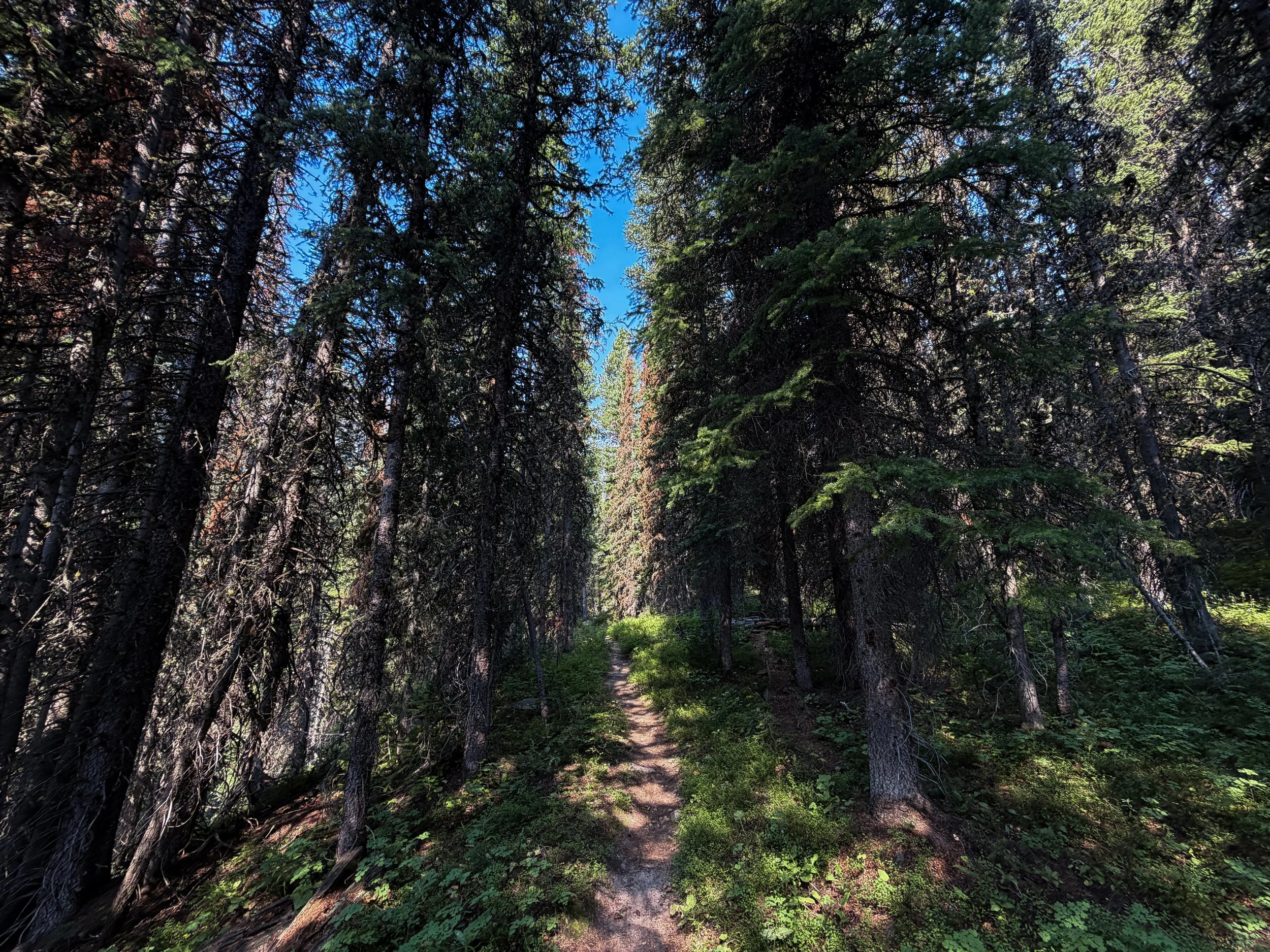 East Rosebud Trail The Beaten Path Beartooth Mountains Montana