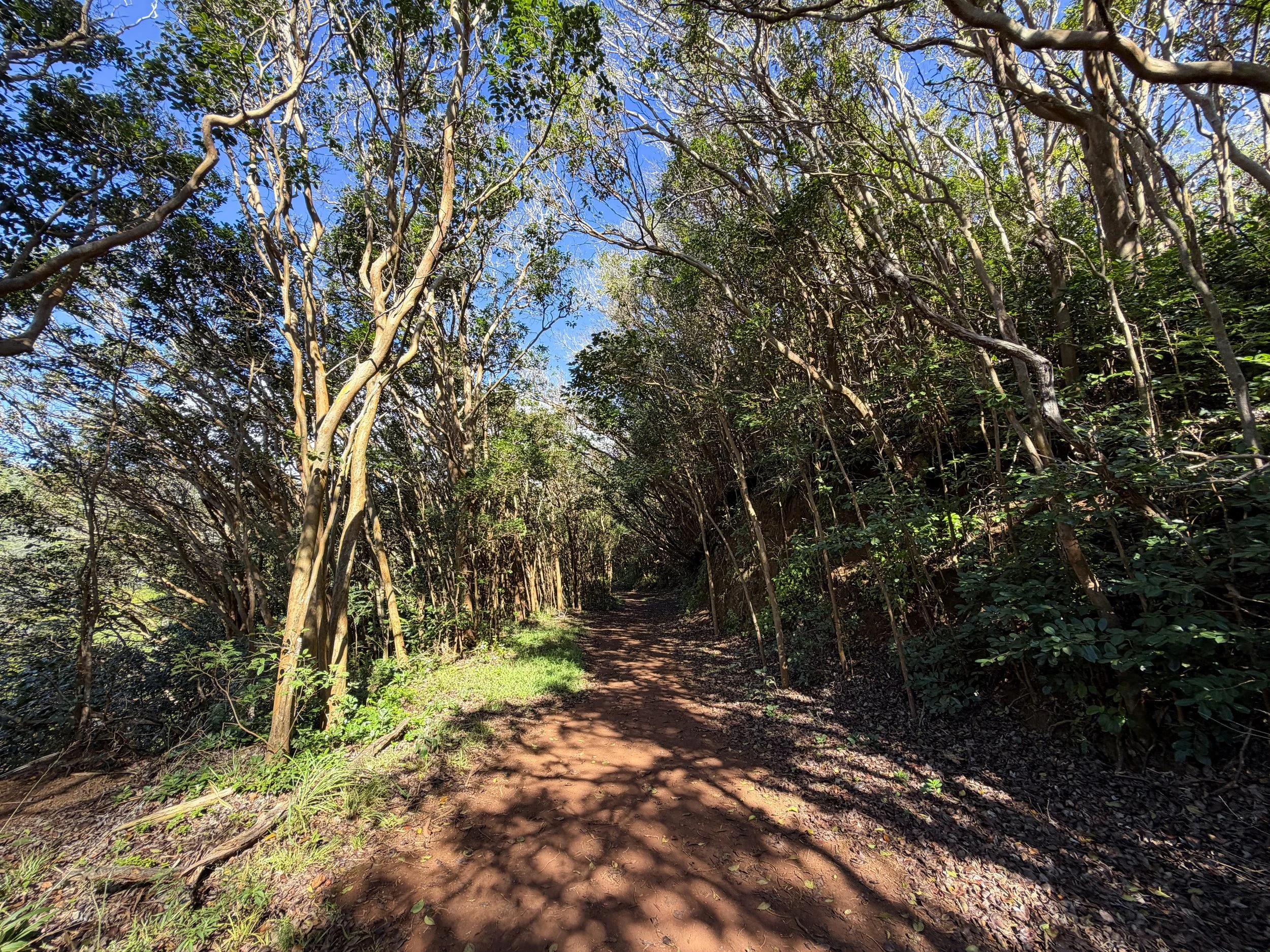 Wiliwilinui Ridge Hike Oahu Hawaii