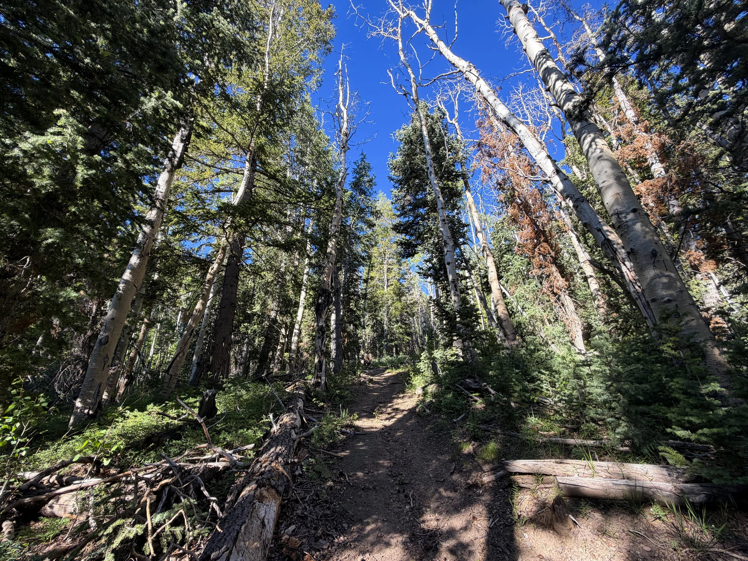 Upper Strawberry Hike Great Basin National Park Nevada