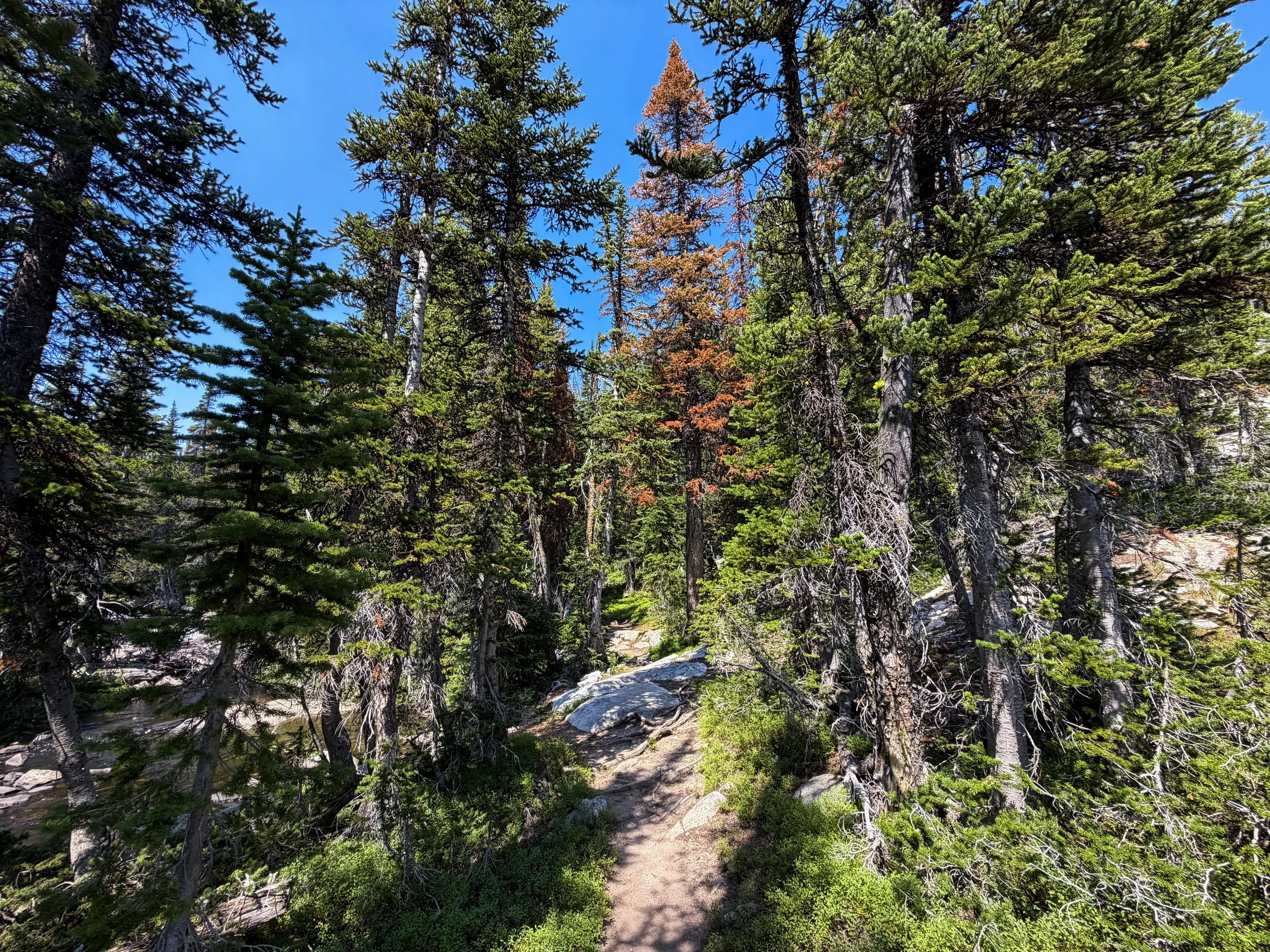 East Rosebud Trail The Beaten Path Beartooth Mountains Montana