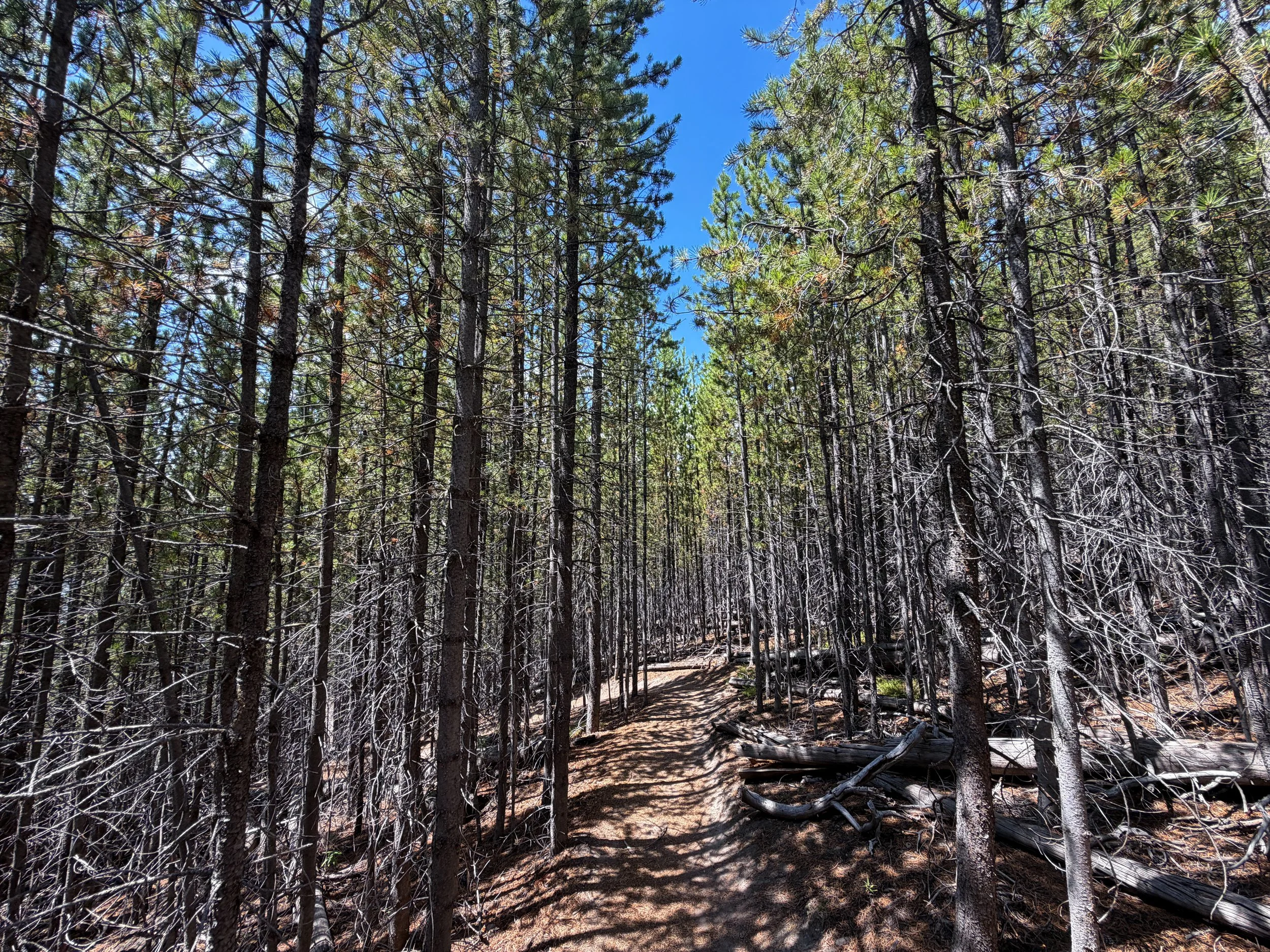 Duck Lake Trail Yellowstone National Park Wyoming