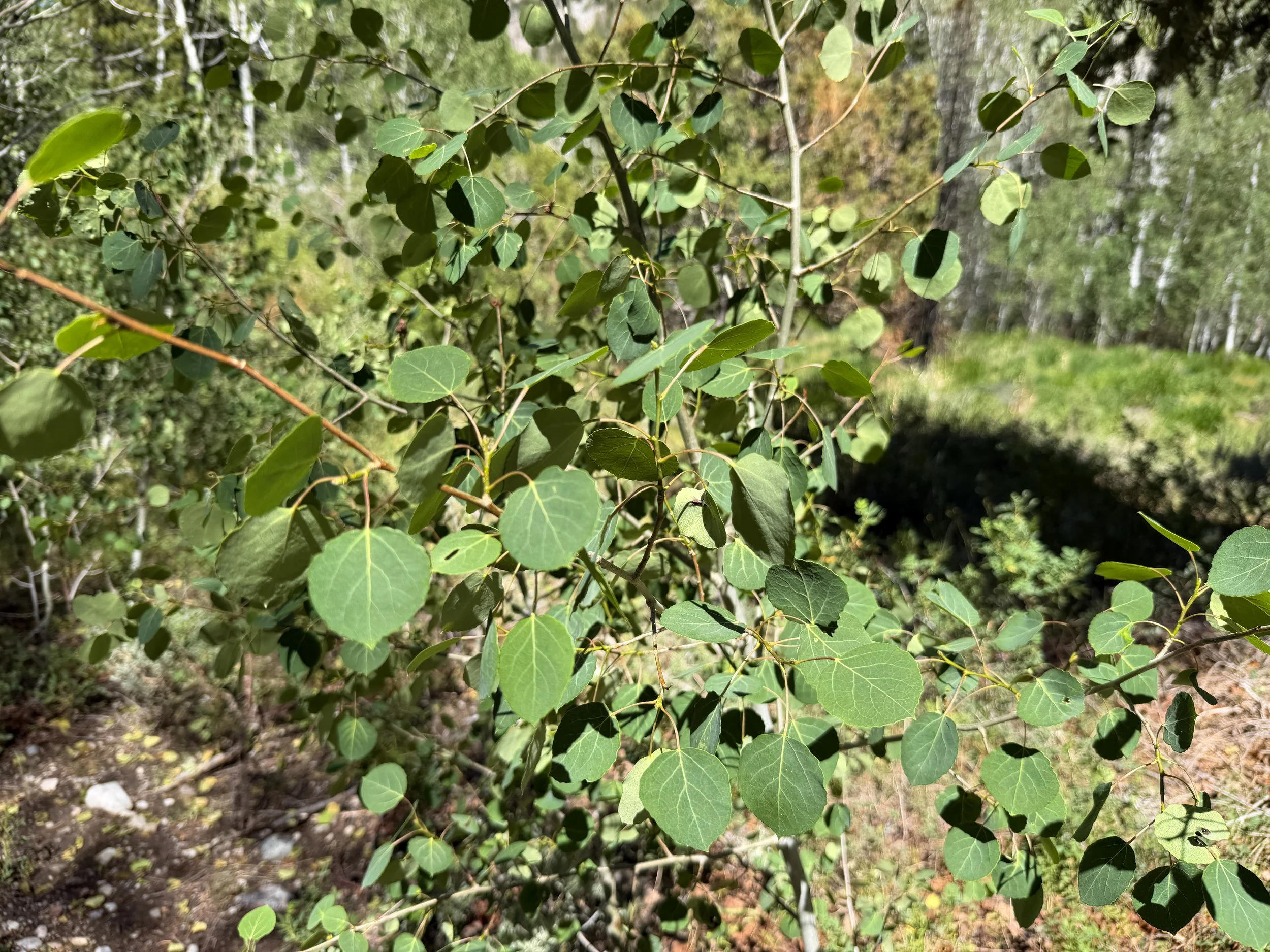 Aspen Populus tremuloides
