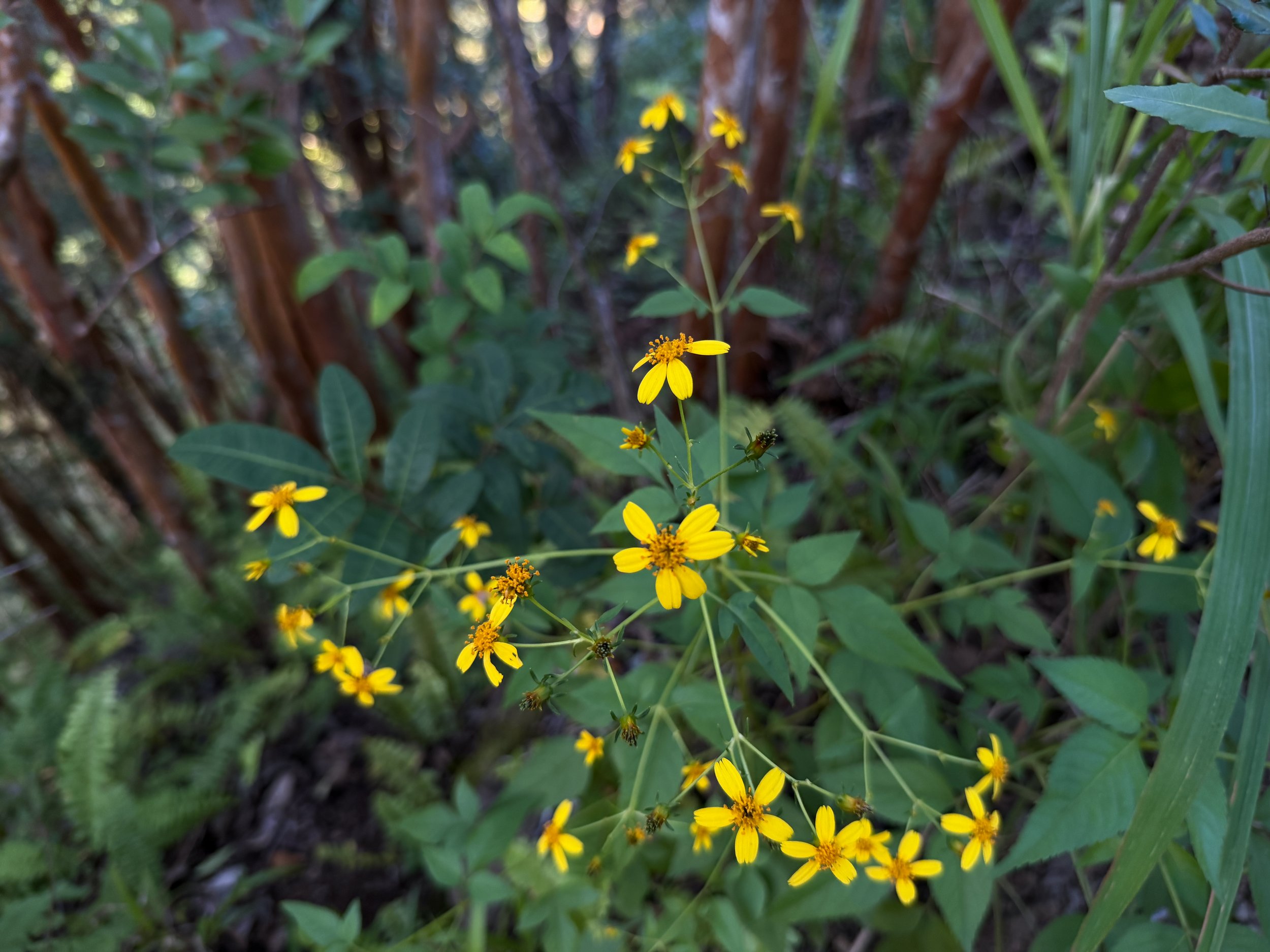 Kokolau Bidens sandvicensis subsp. sandvicensis