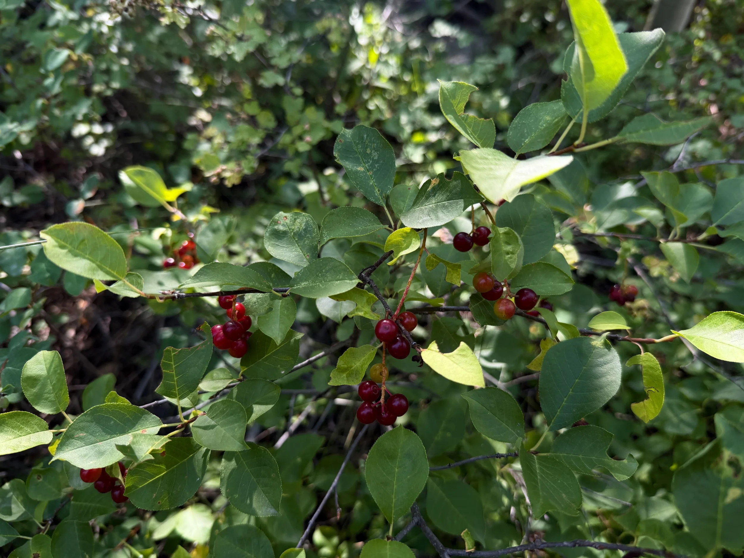 Chokecherry Prunus virginiana