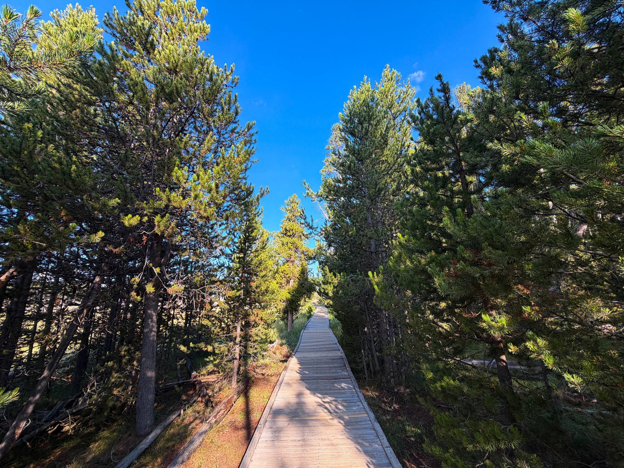 Upper Geyser Basin Trail Yellowstone National Park Wyoming