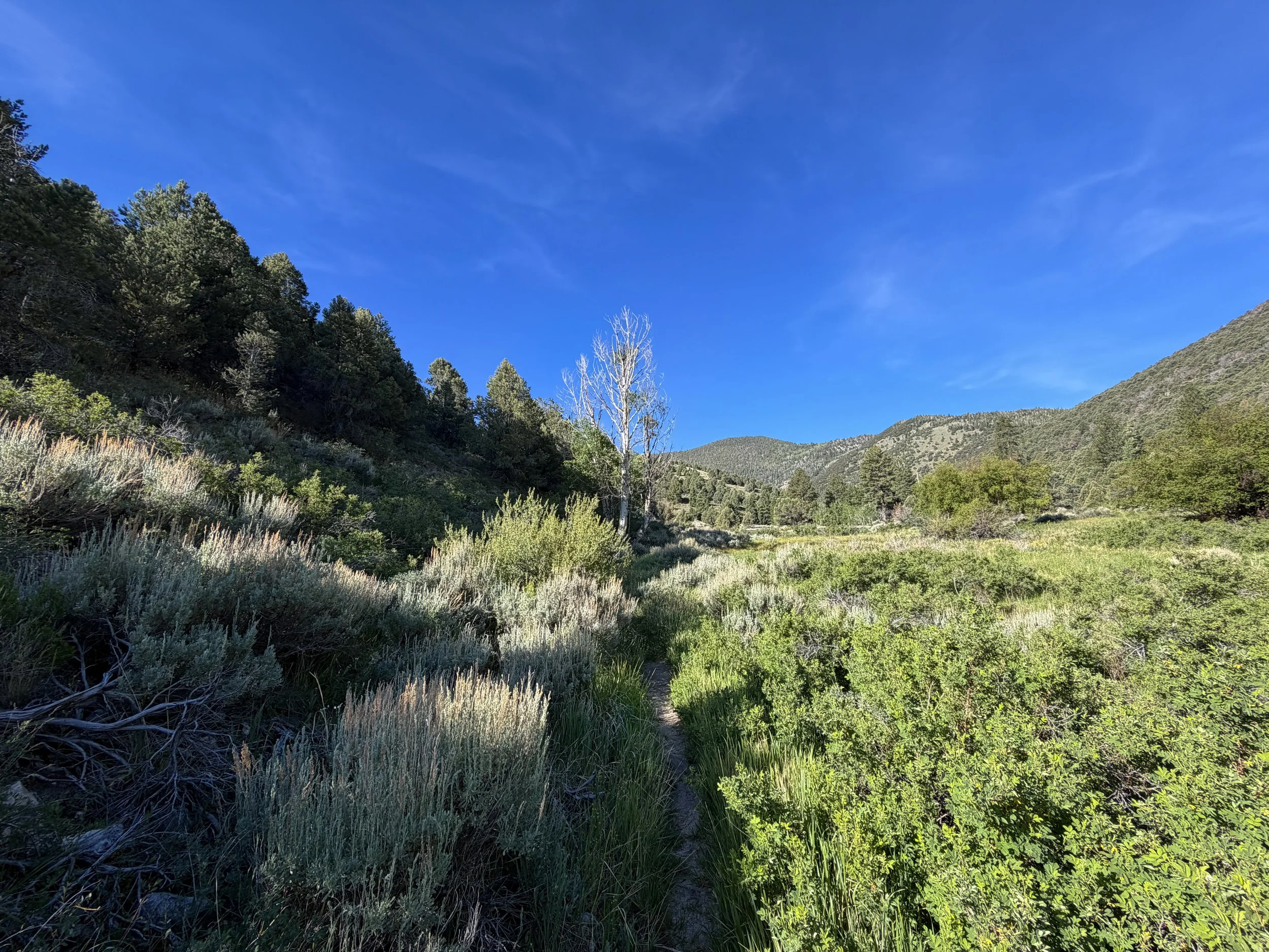 Pole Canyon Loop Trail Great Basin National Park Nevada
