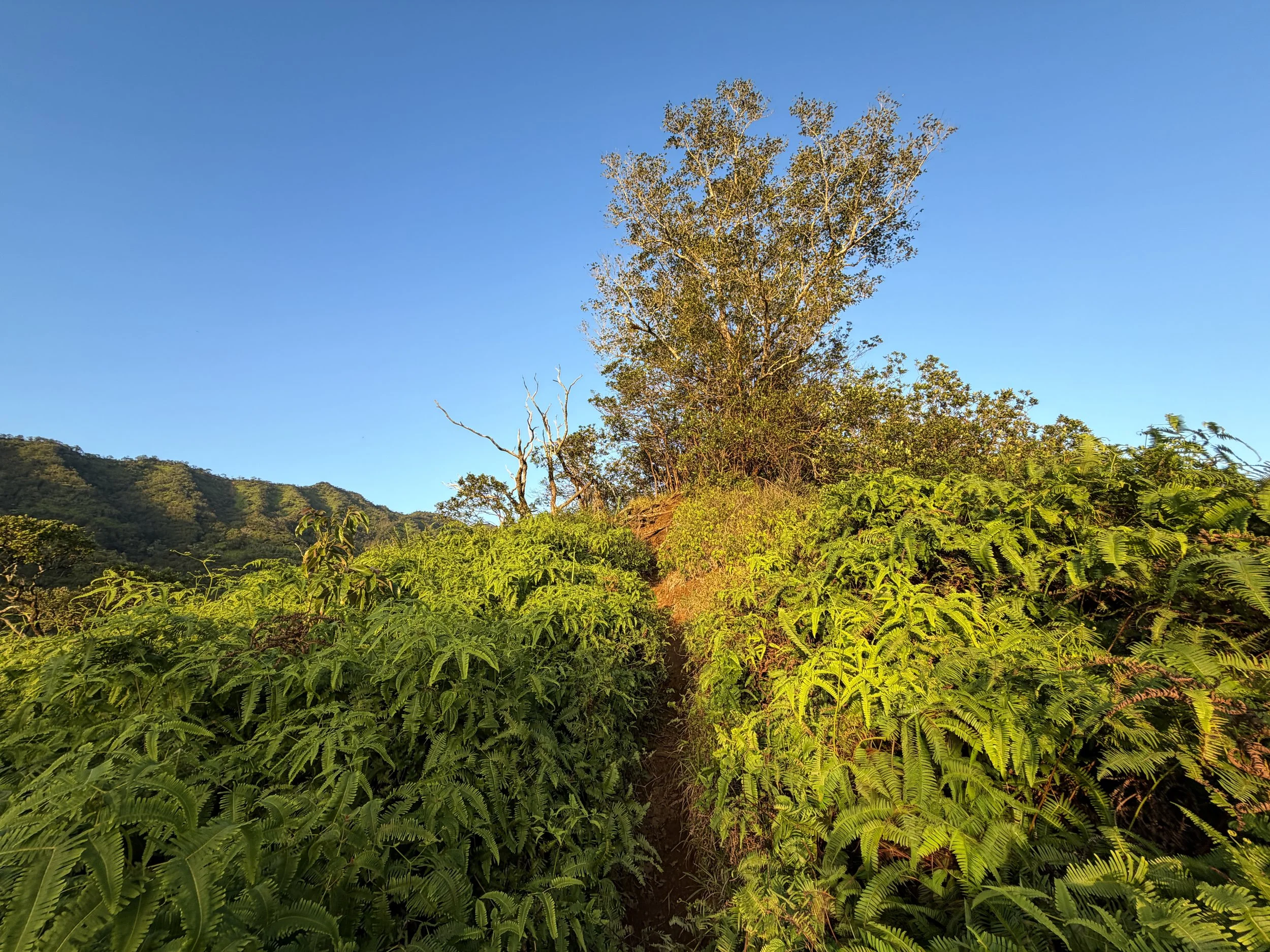 Moanalua Middle Ridge Trail Oahu Hawaii