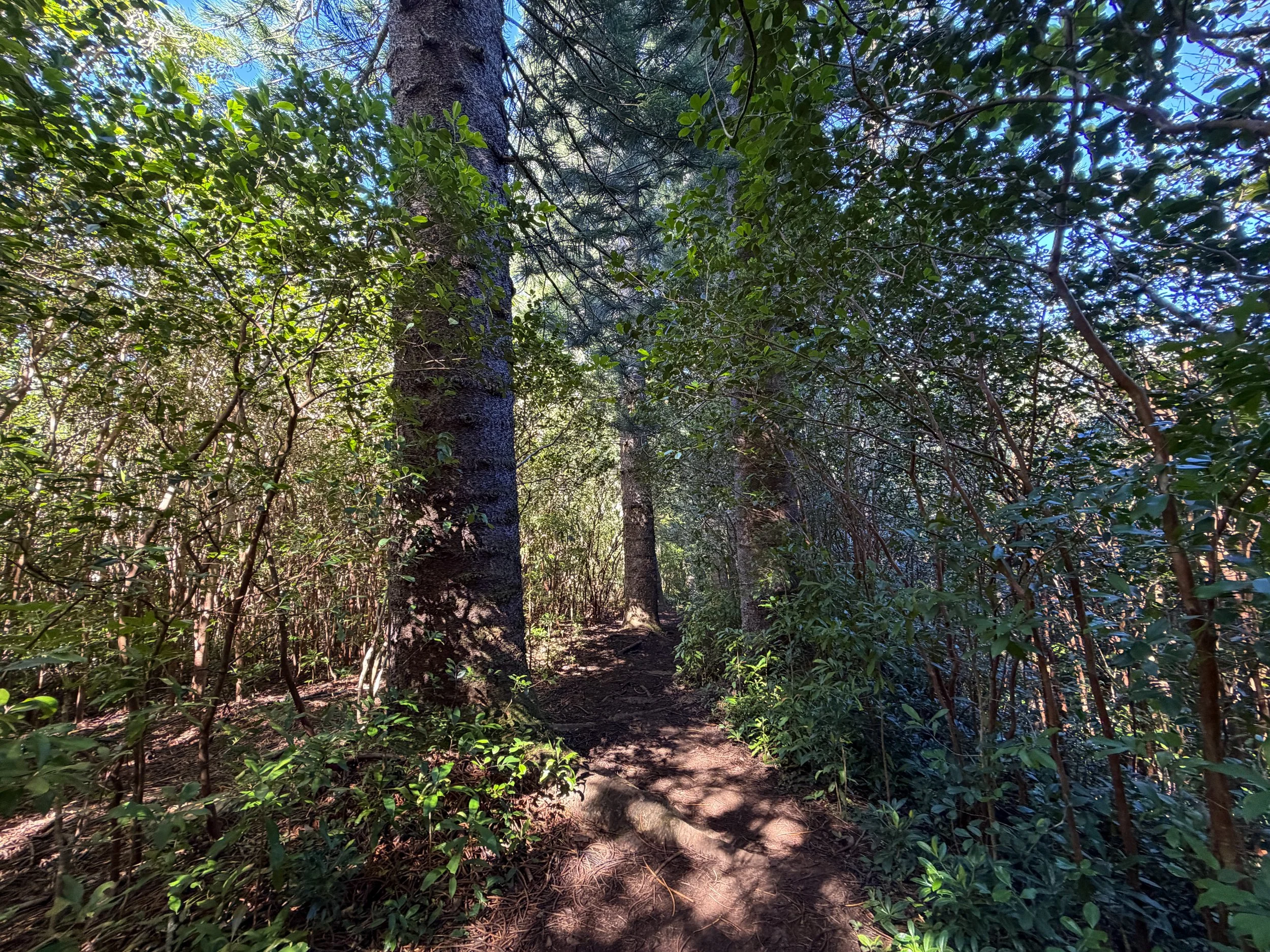 Judd Trail Oahu Hawaii