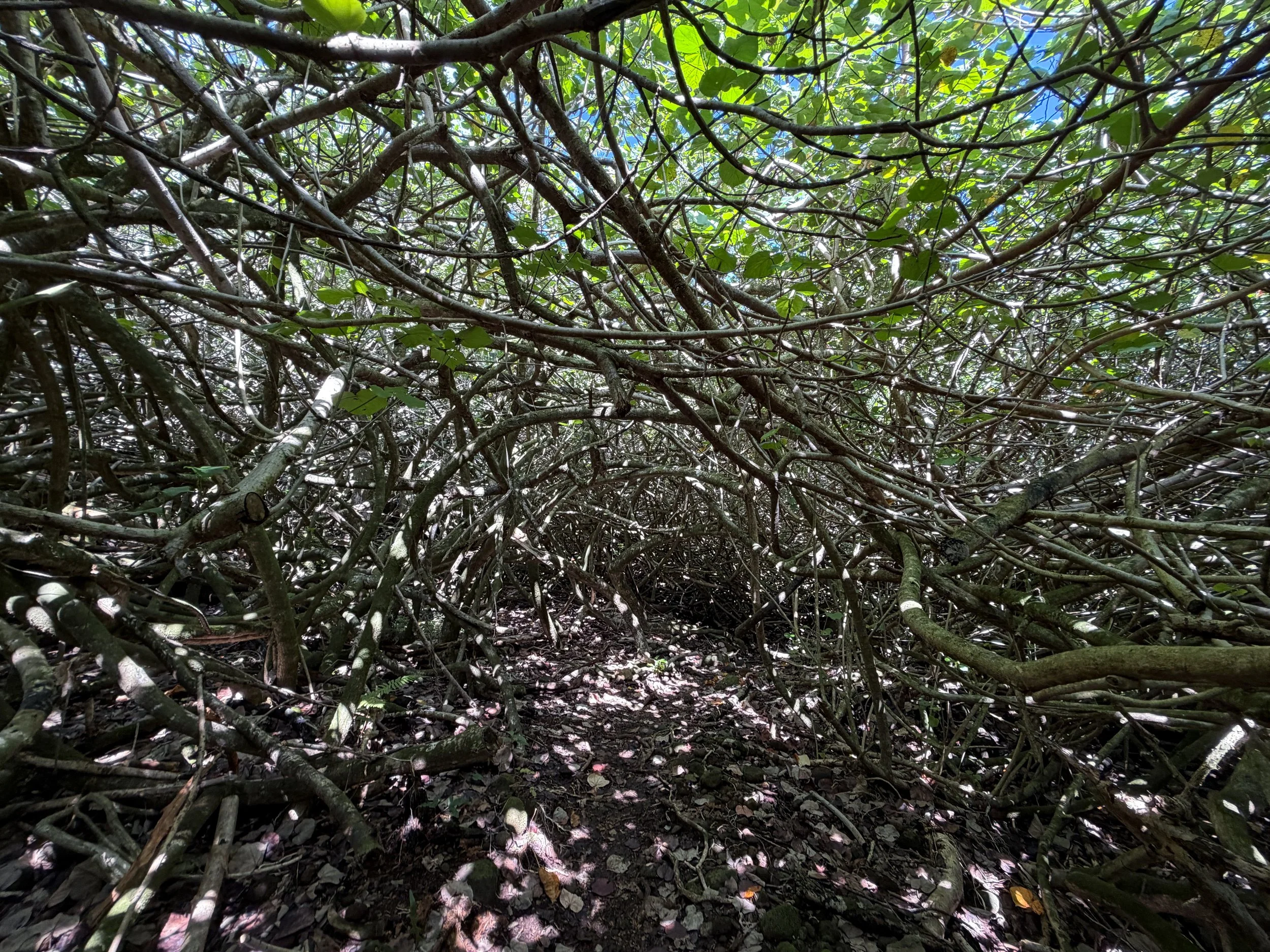 Kulanaahane Trail to Moanalua Saddle Oahu Hawaii