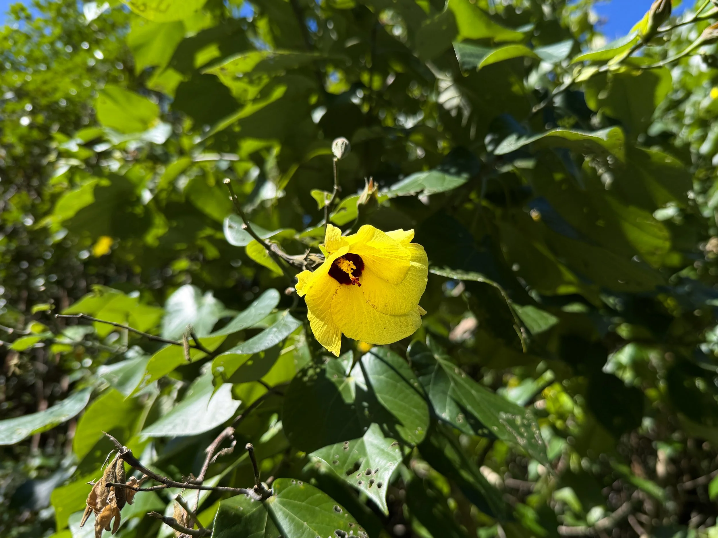 Hau Hibiscus tiliaceus