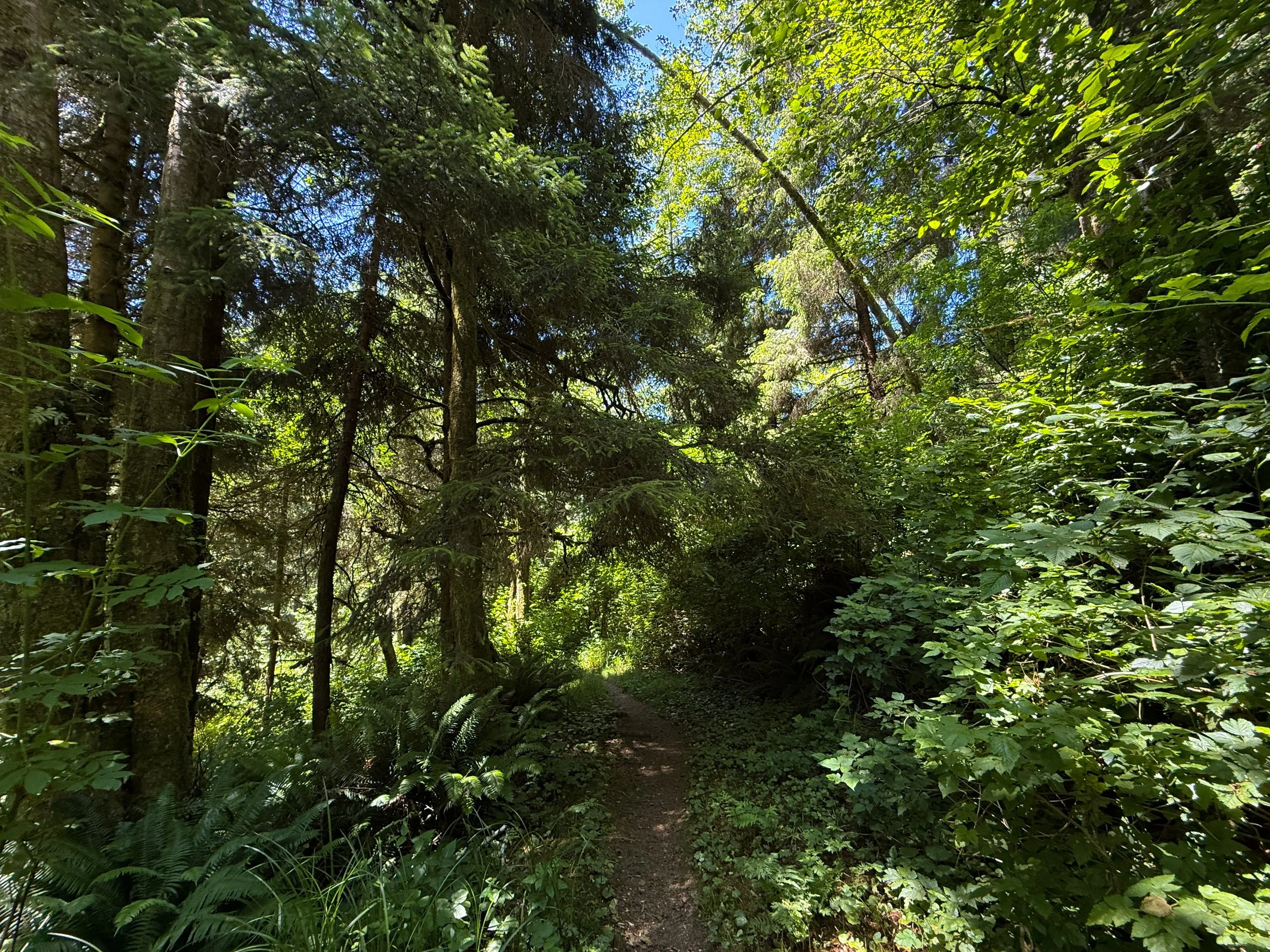 Ossagon Trail Prairie Creek Redwoods State Park California