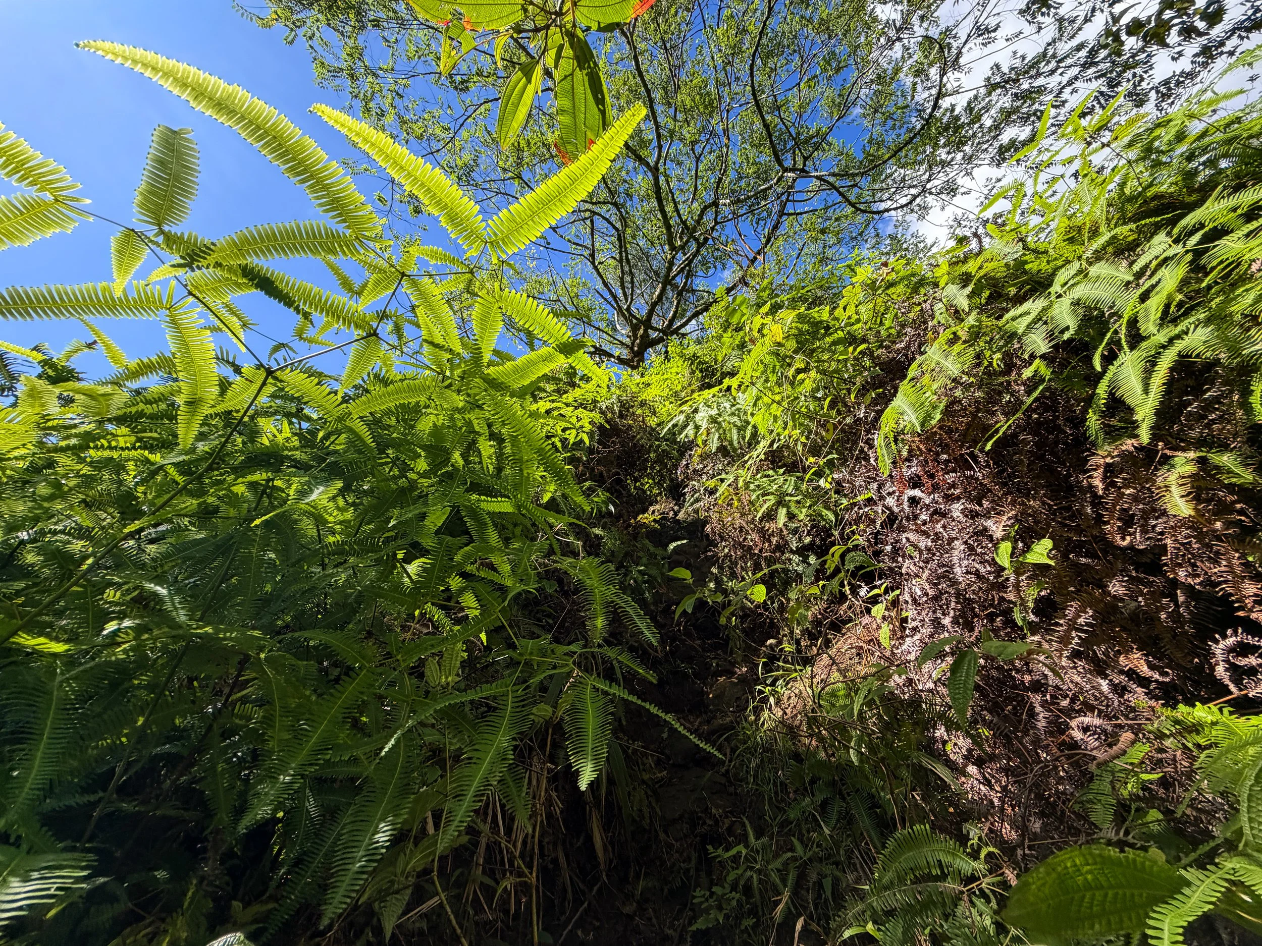 Third Waterfall Climb Kaau Crater Trail Oahu Hawaii