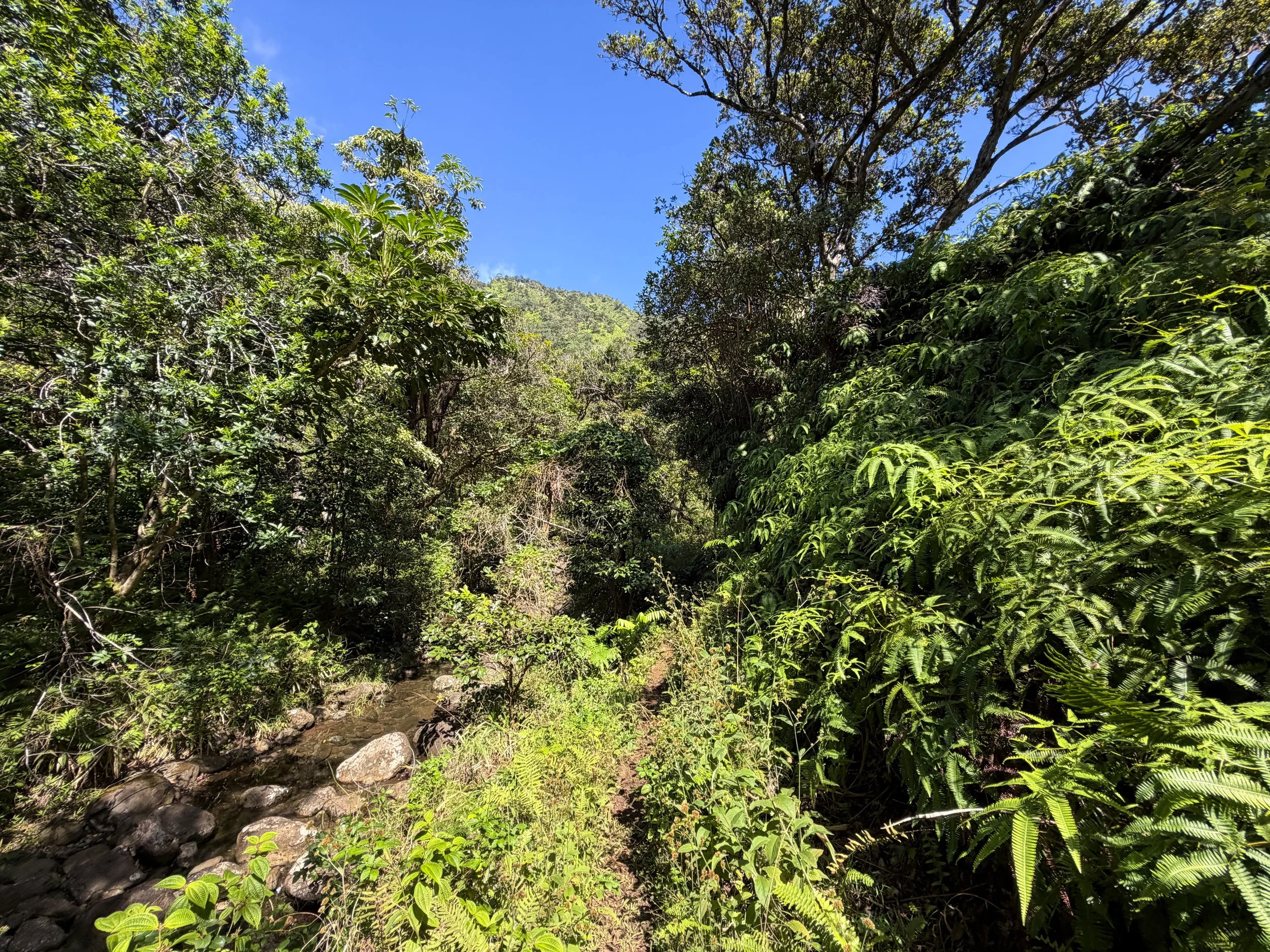 Kulanaahane Hike to Moanalua Saddle Oahu Hawaii