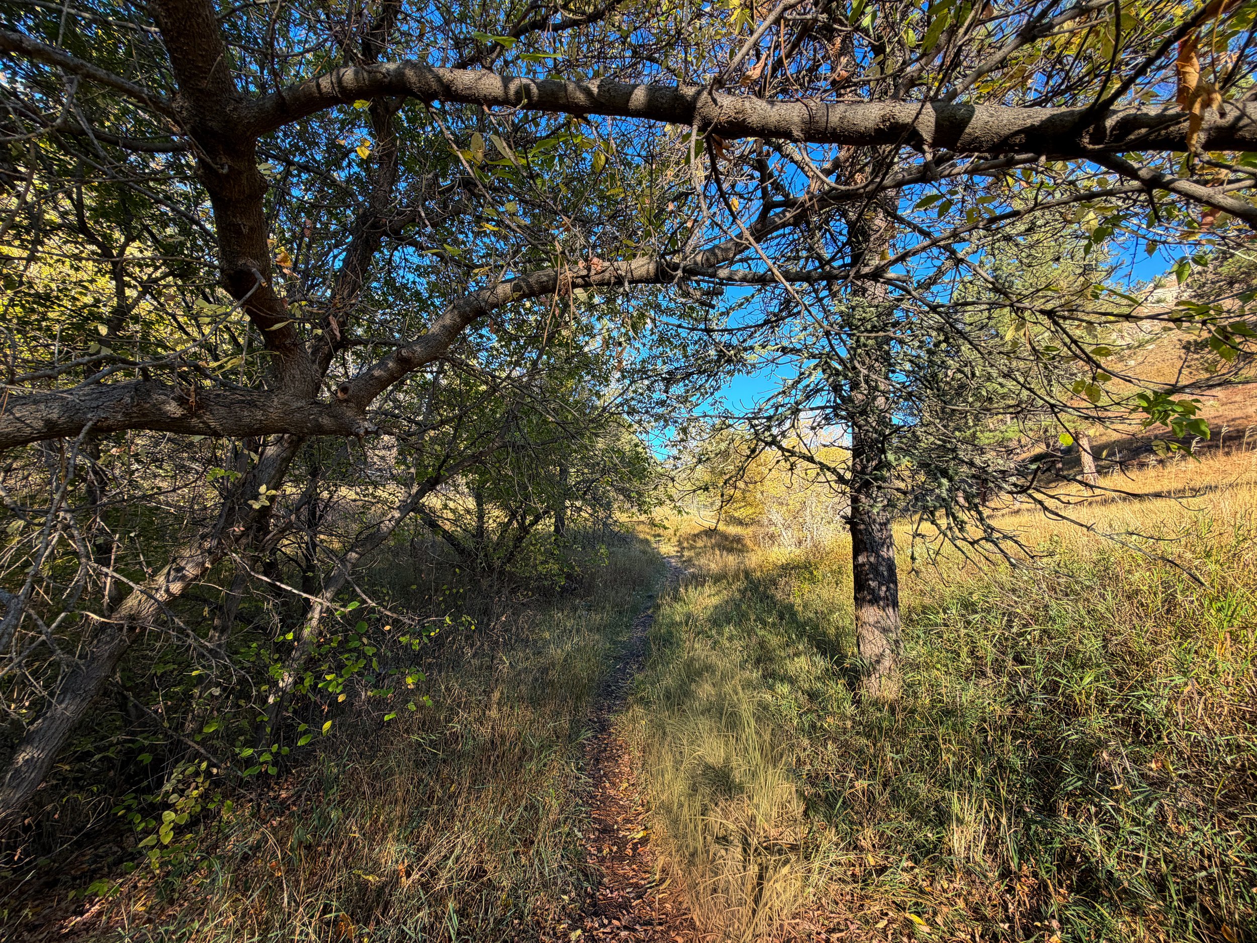 Cold Brook Canyon Trail Wind Cave National Park South Dakota
