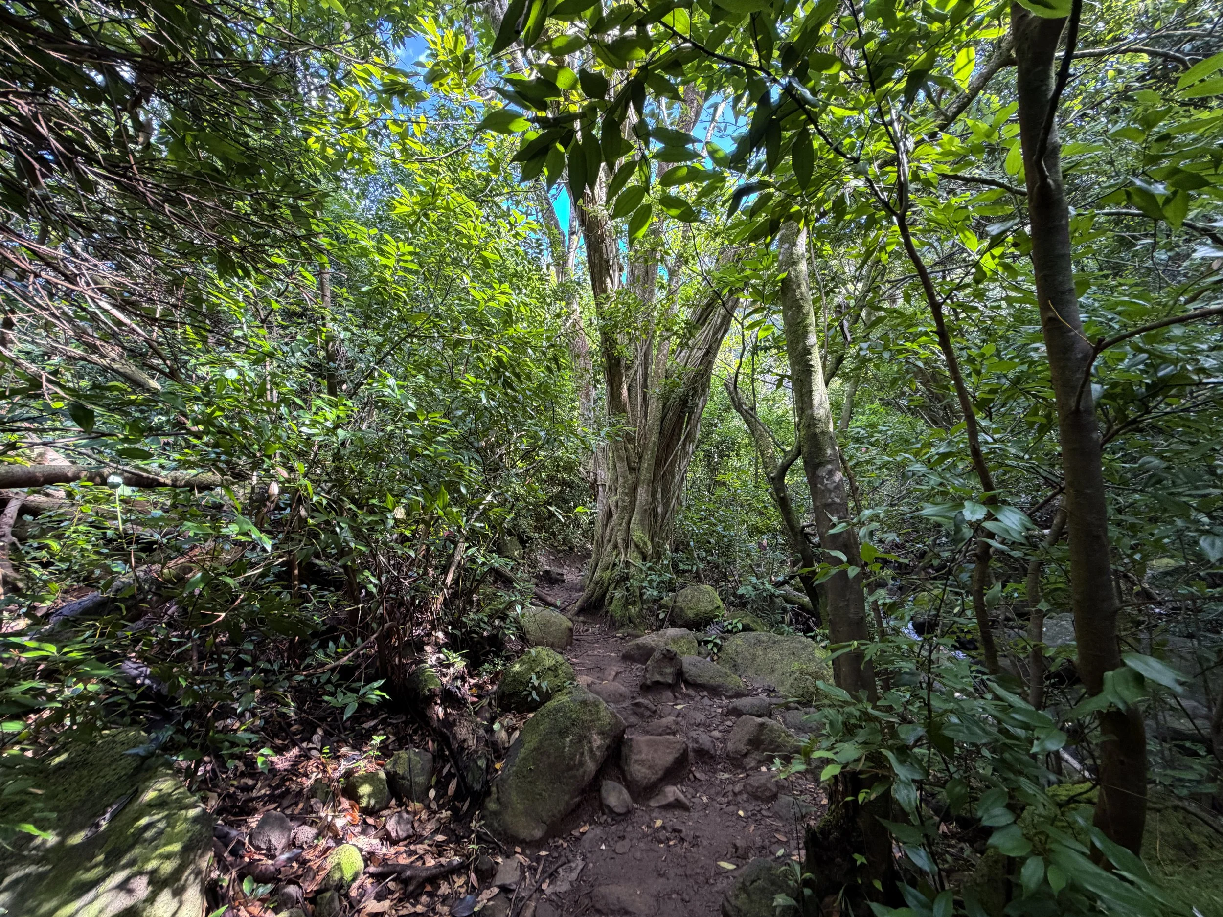 Lulumahu Falls Trail Oahu Hawaii