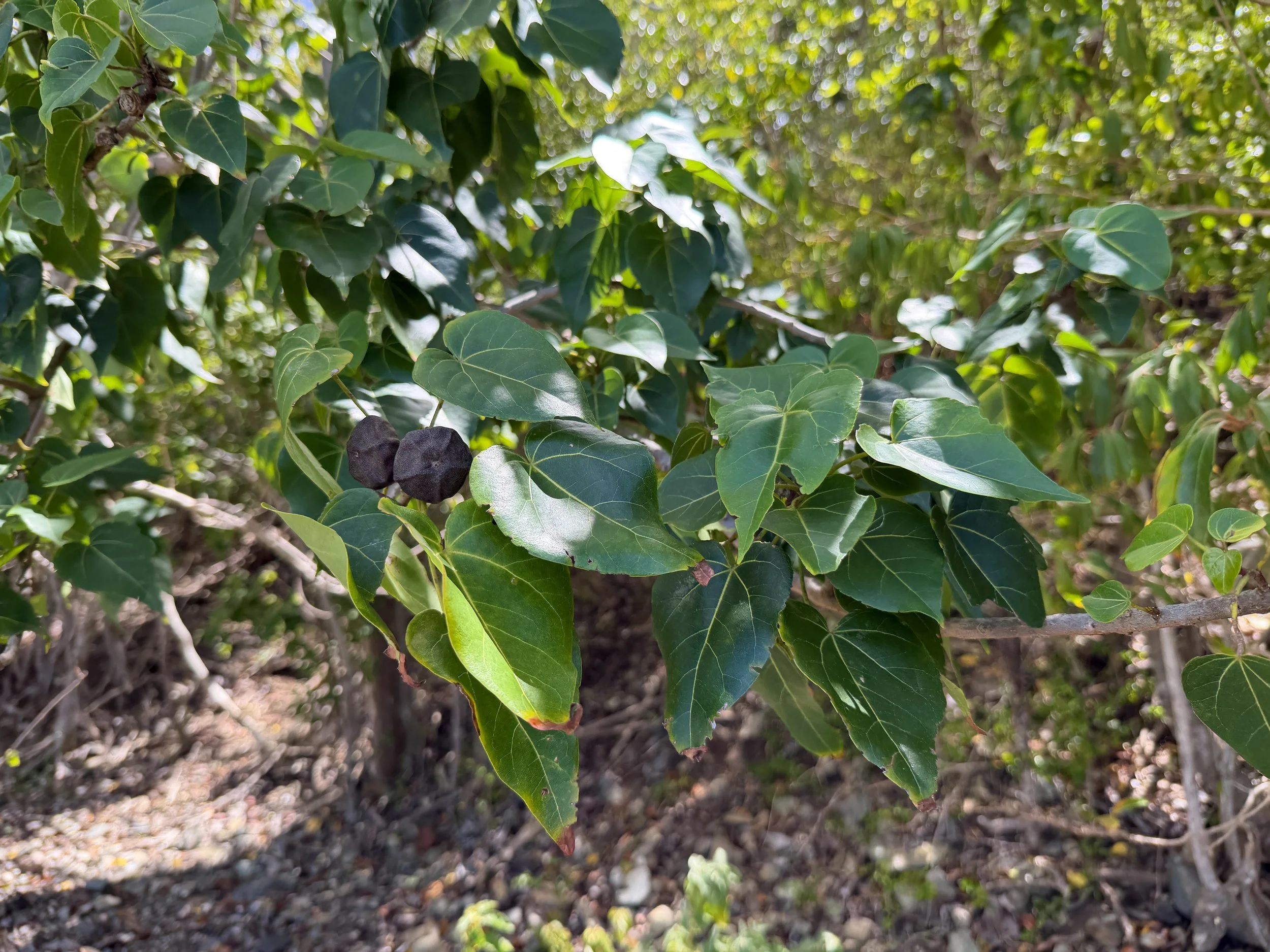Milo Thespesia populnea