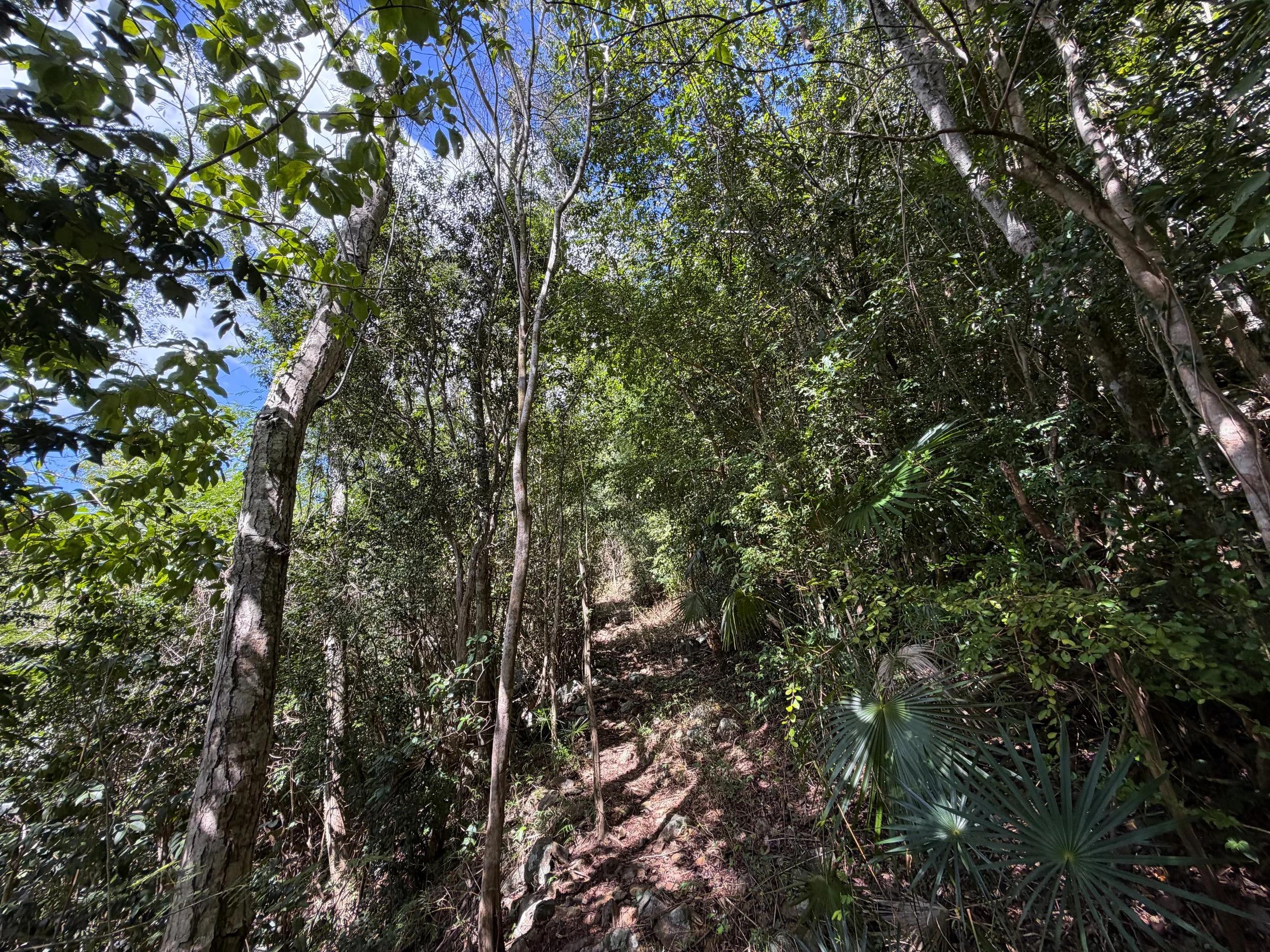 Great Sieben Trail Virgin Islands National Park