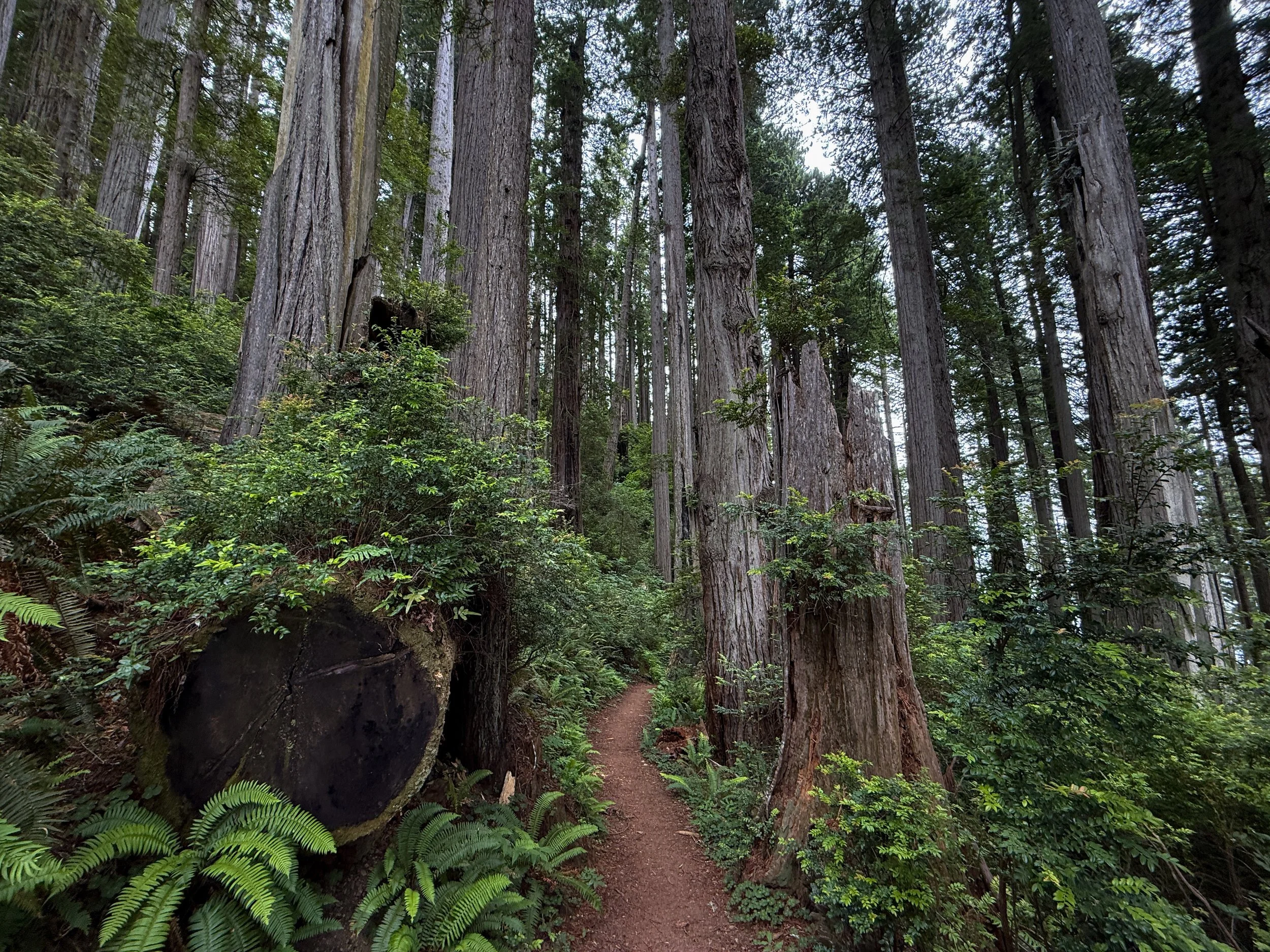 Damnation Creek Trail Del Norte Coast Redwoods State Park California