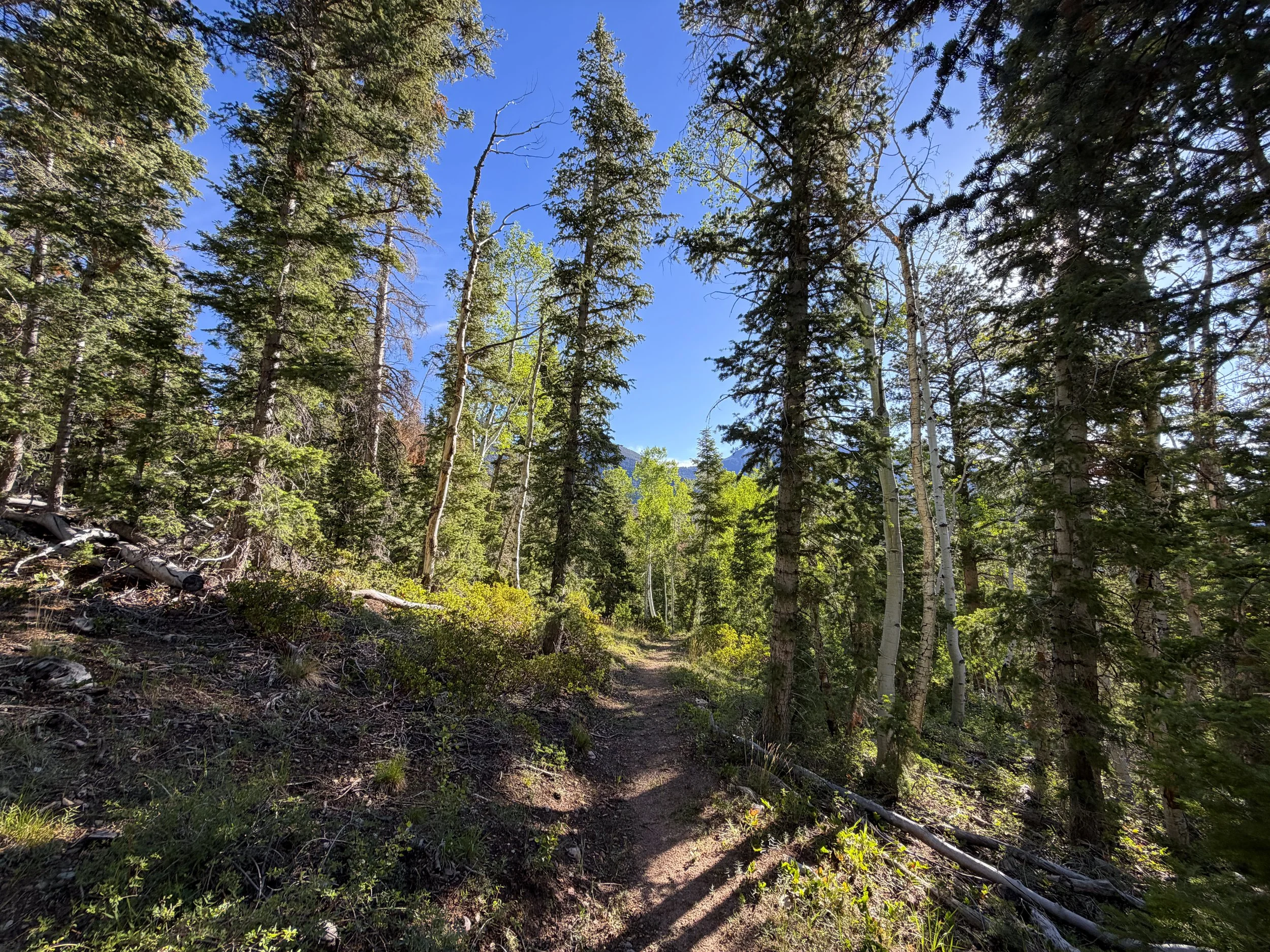 Snake Creek Overlook Loop Trail Great Basin National Park Nevada