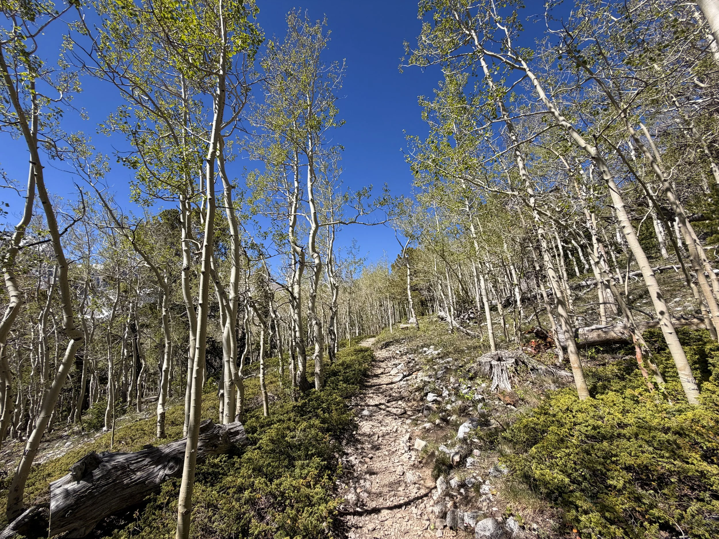 Wheeler Peak Summit Trail Great Basin National Park Nevada