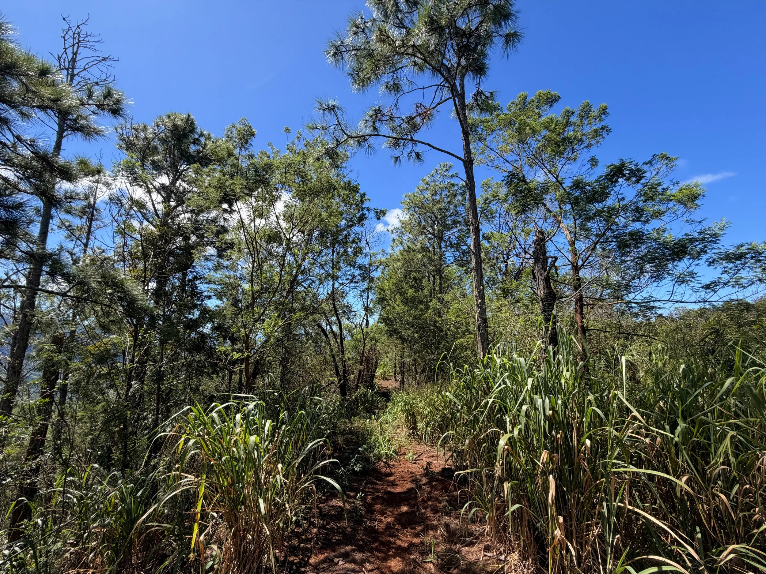 Kuaokala Trail Oahu Hawaii
