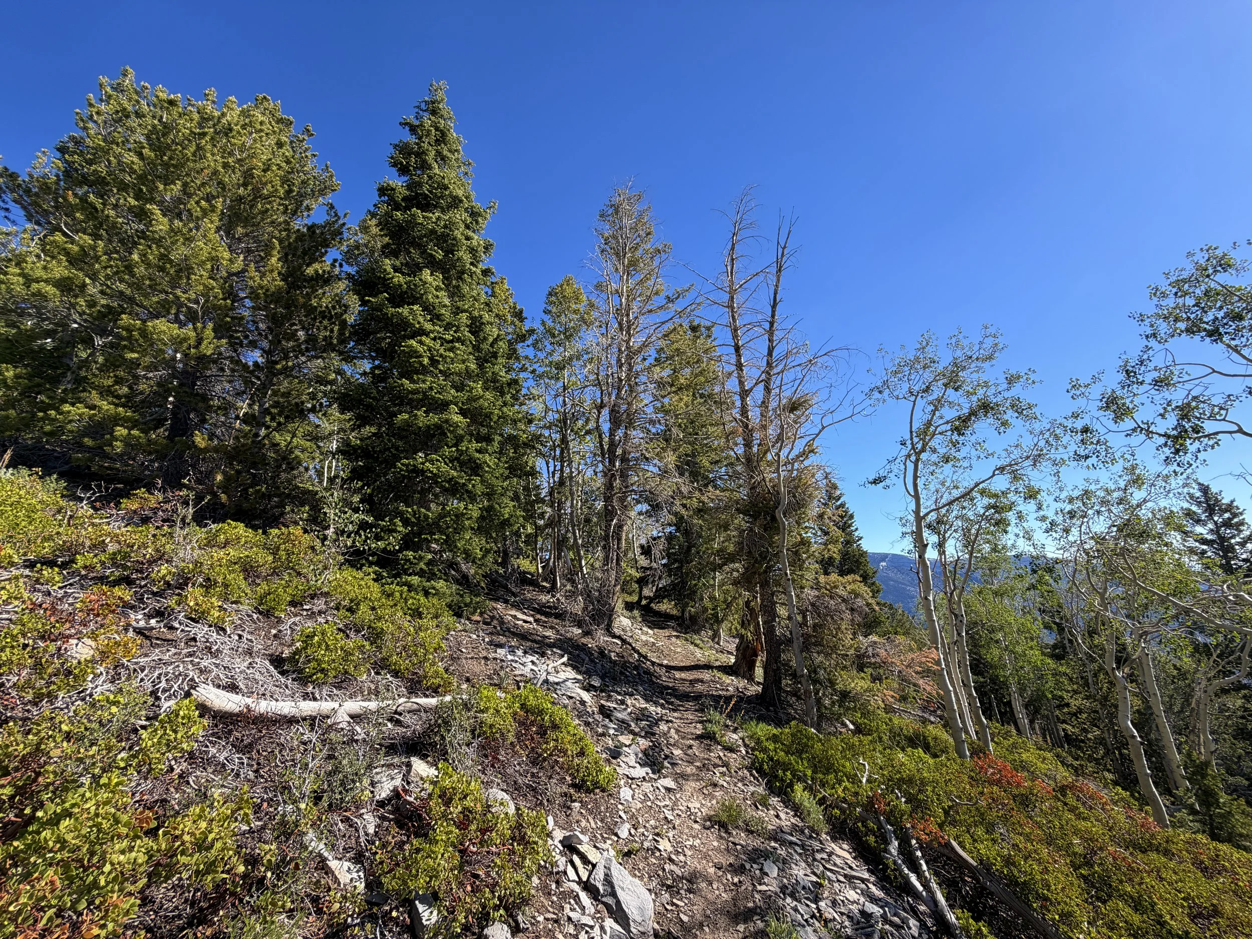 Snake Divide Trail to Magic Grove Great Basin National Park Nevada