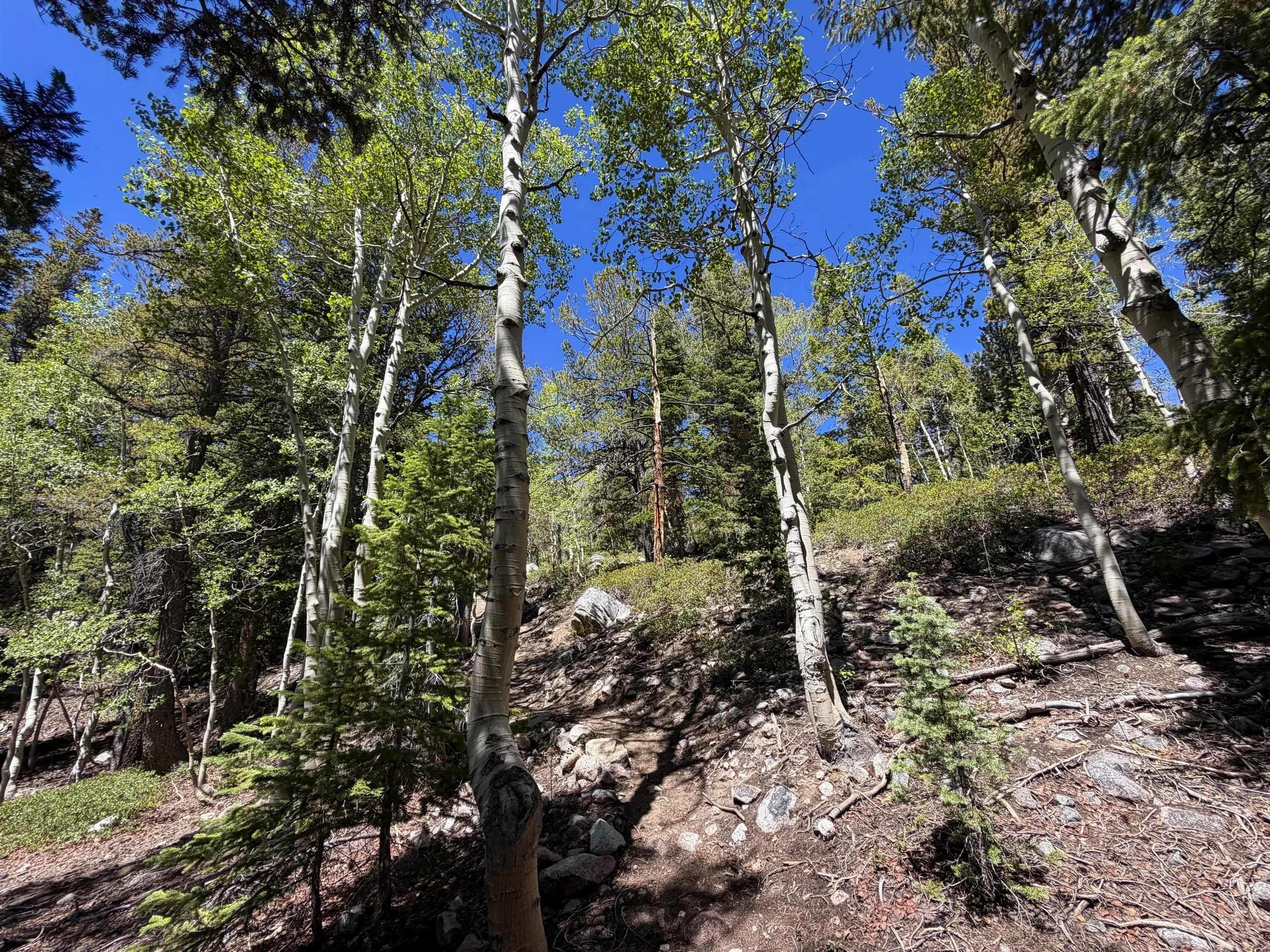 Dead Lake Trail Great Basin National Park Nevada