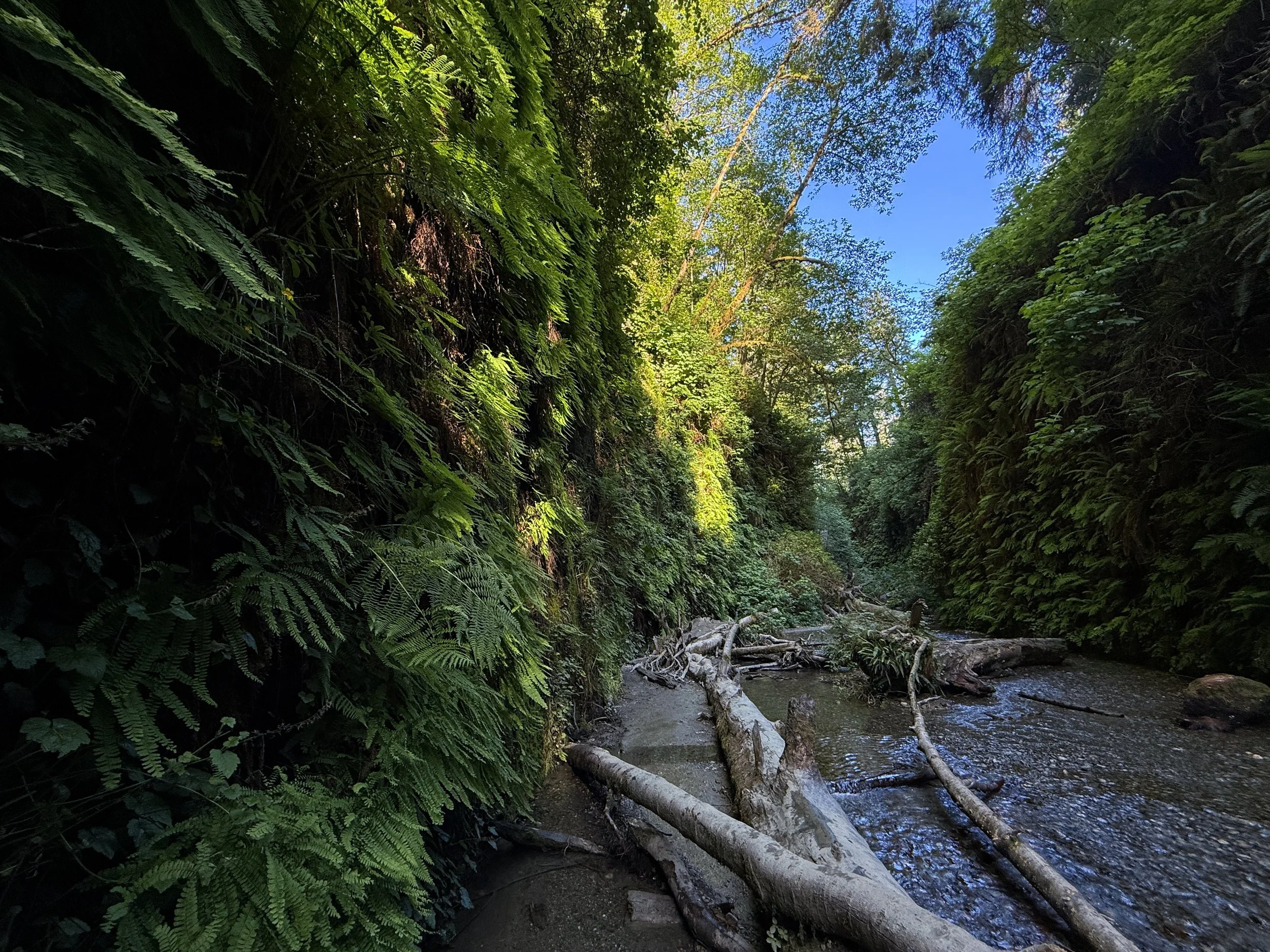 Fern Canyon Loop Trail Prairie Creek Redwoods State Park California