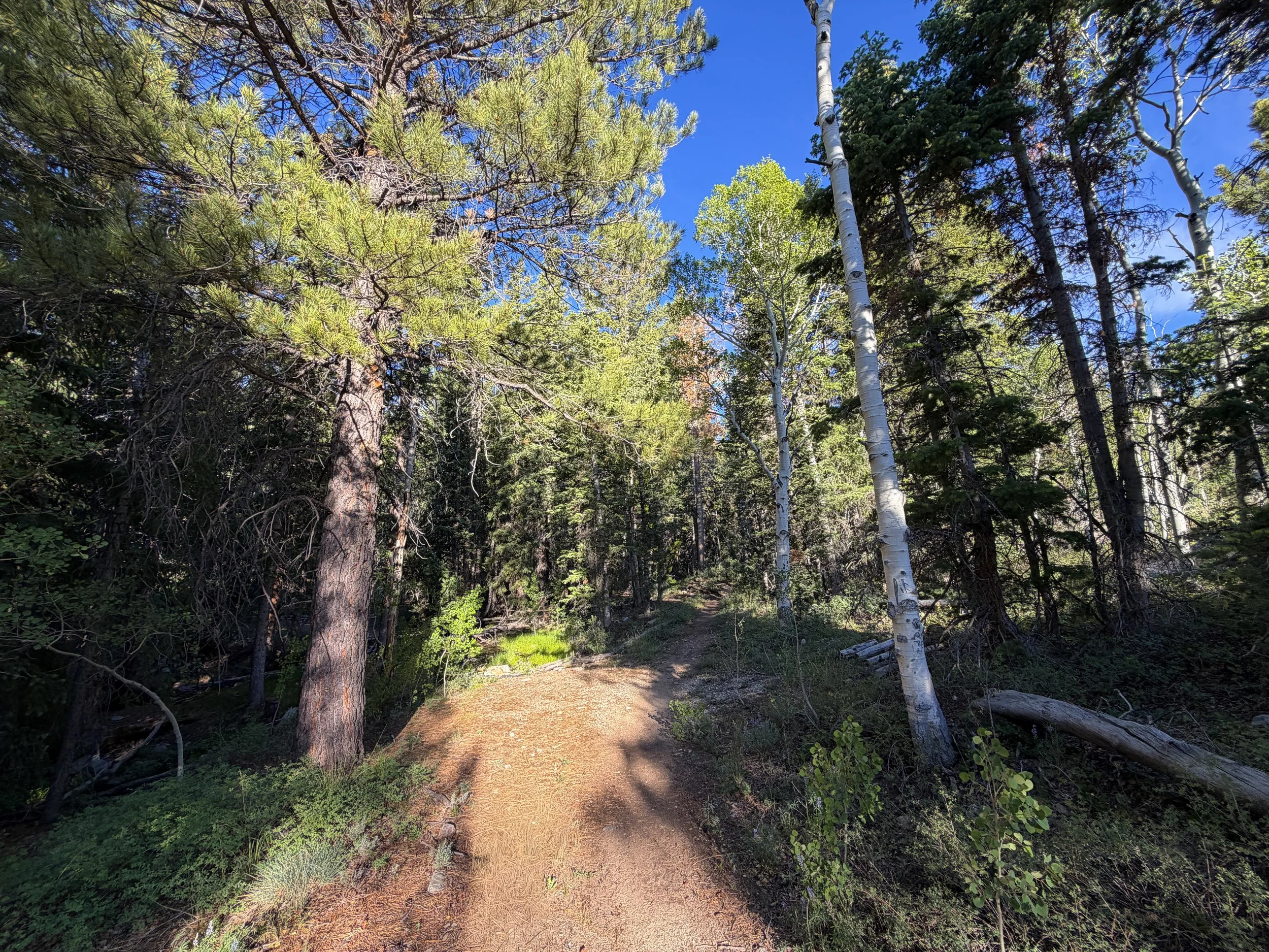 Snake Creek Overlook Trail Great Basin National Park Nevada