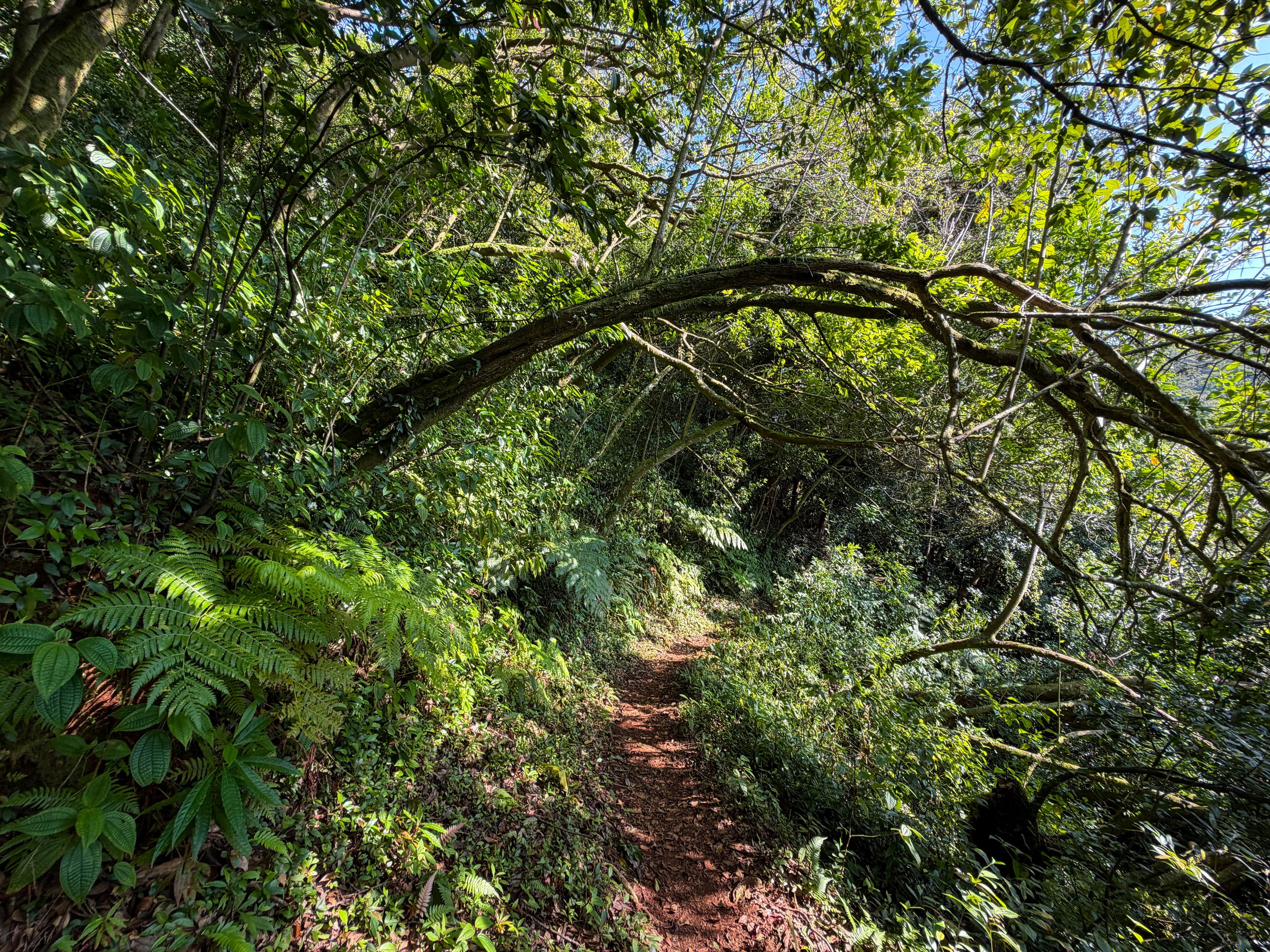 Nuuanu Trail Oahu Hawaii