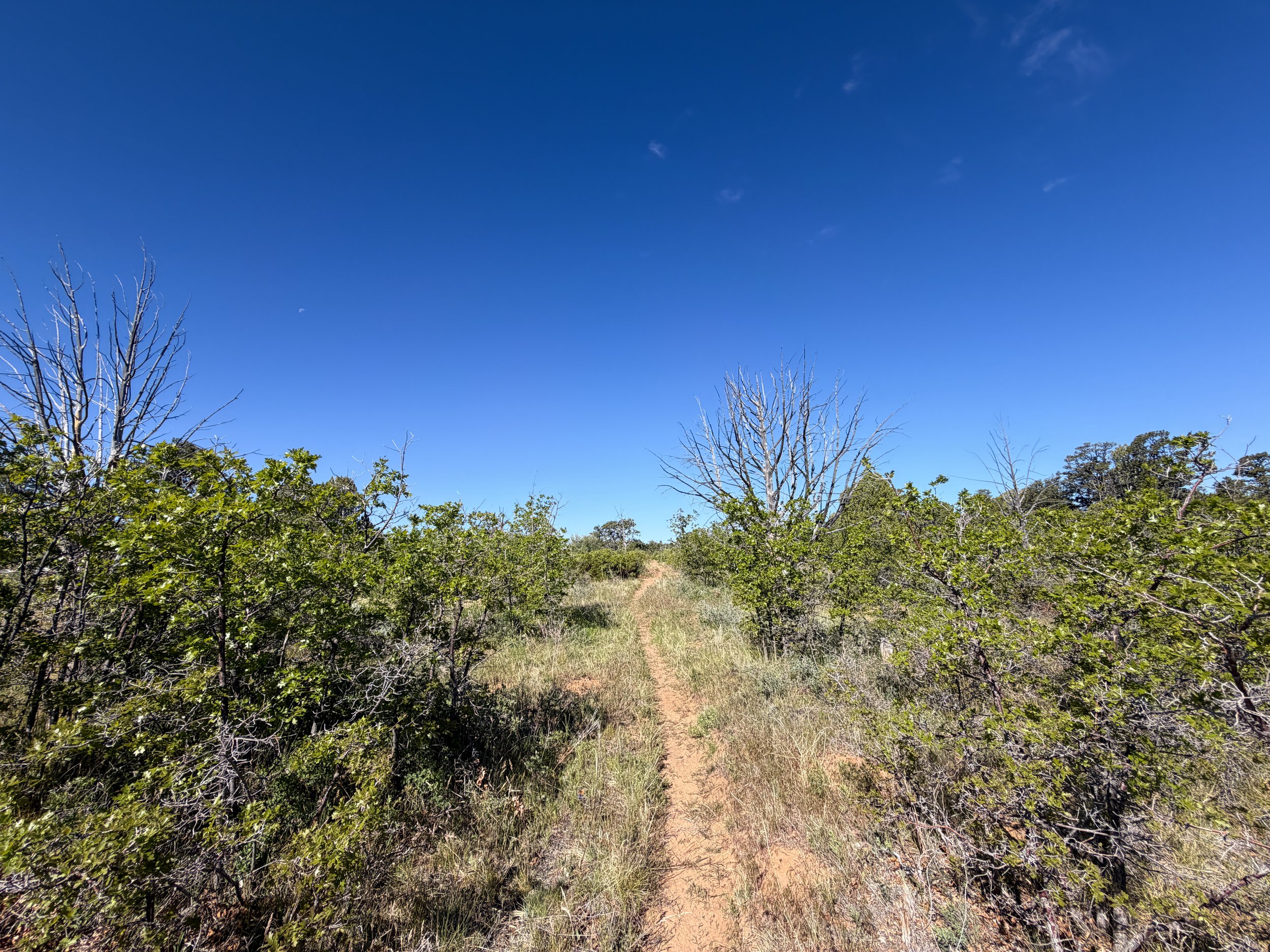 Deertrap Mountain Trail via East Rim Zion National Park Utah