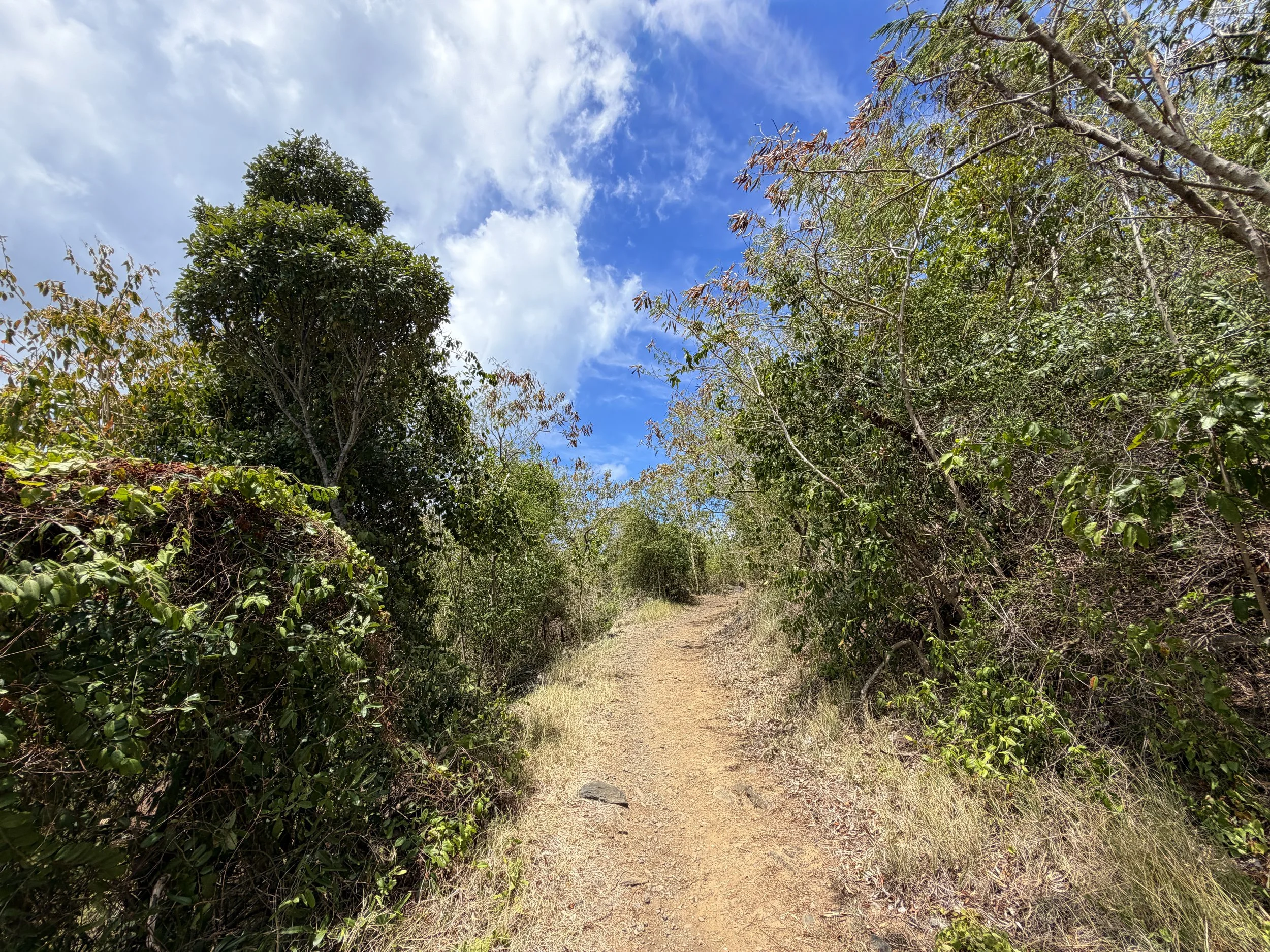 Francis Bay Trail Virgin Islands National Park