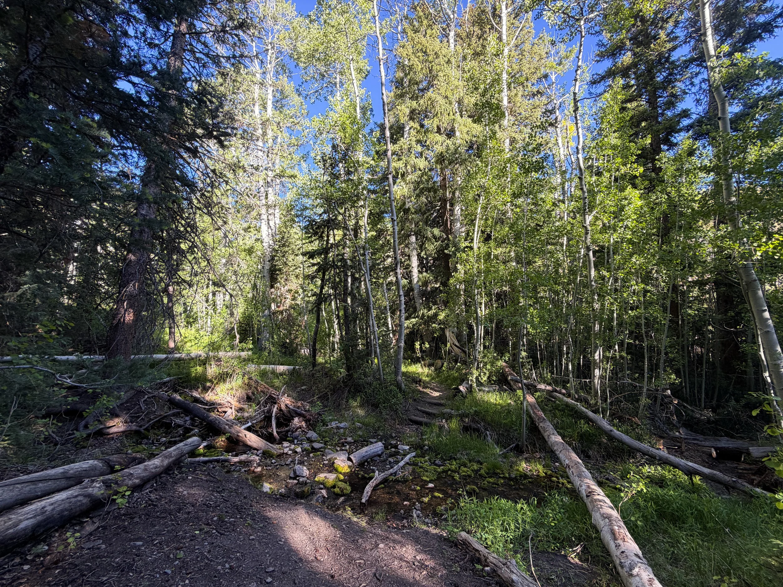 Upper Strawberry Creek Trail Great Basin National Park Nevada