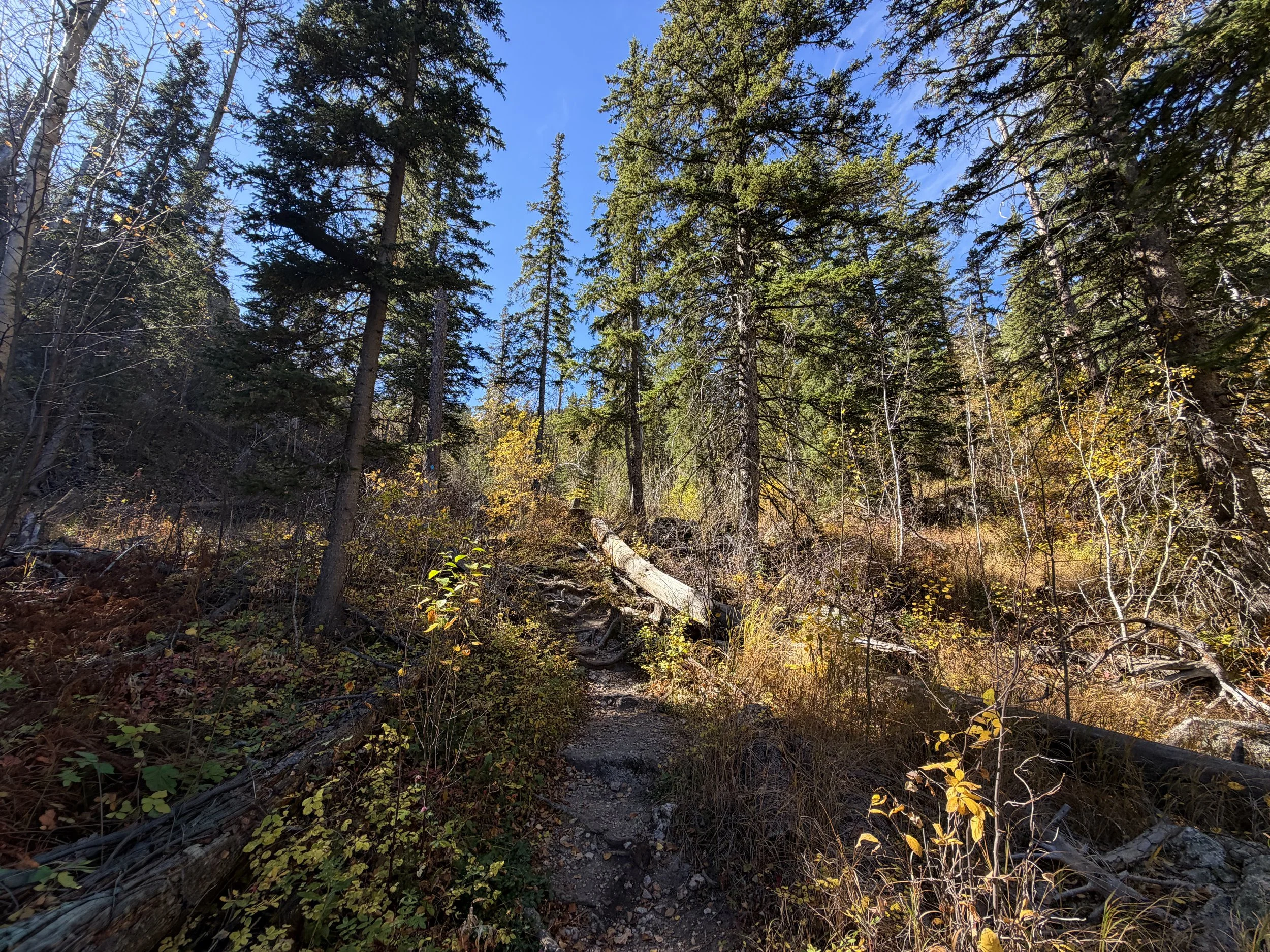 Sunday Gulch Trail Custer State Park Black Hills South Dakota