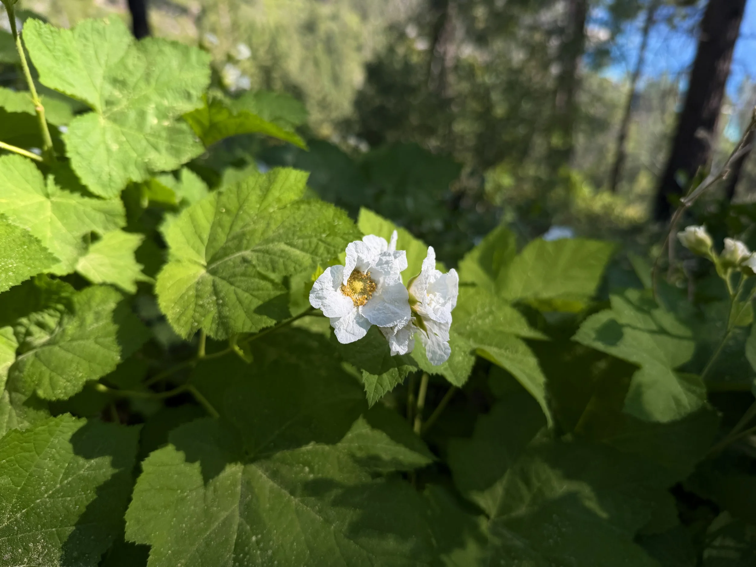 Thimbleberry Rubus parviflorus