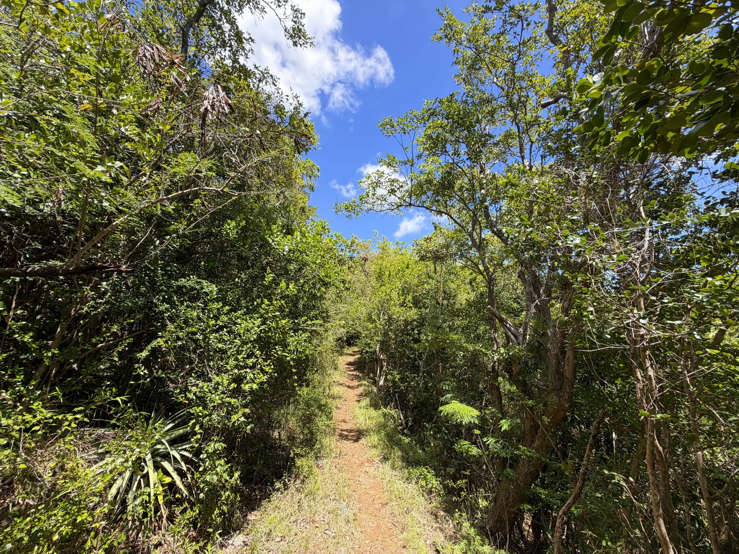 L'Esperance Trail to Reef Bay Virgin Islands National Park