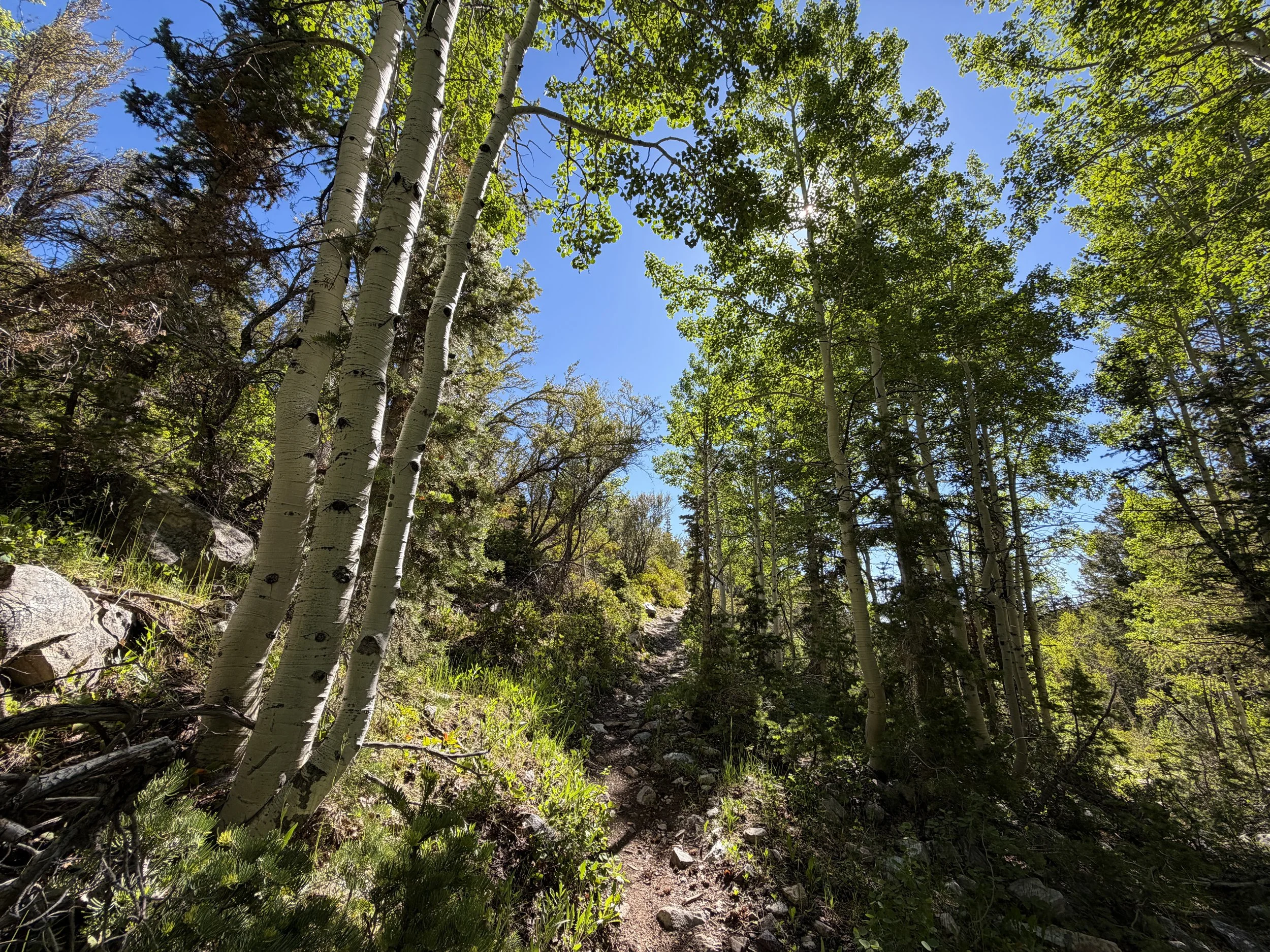 Baker Lake Trail Great Basin National Park Nevada