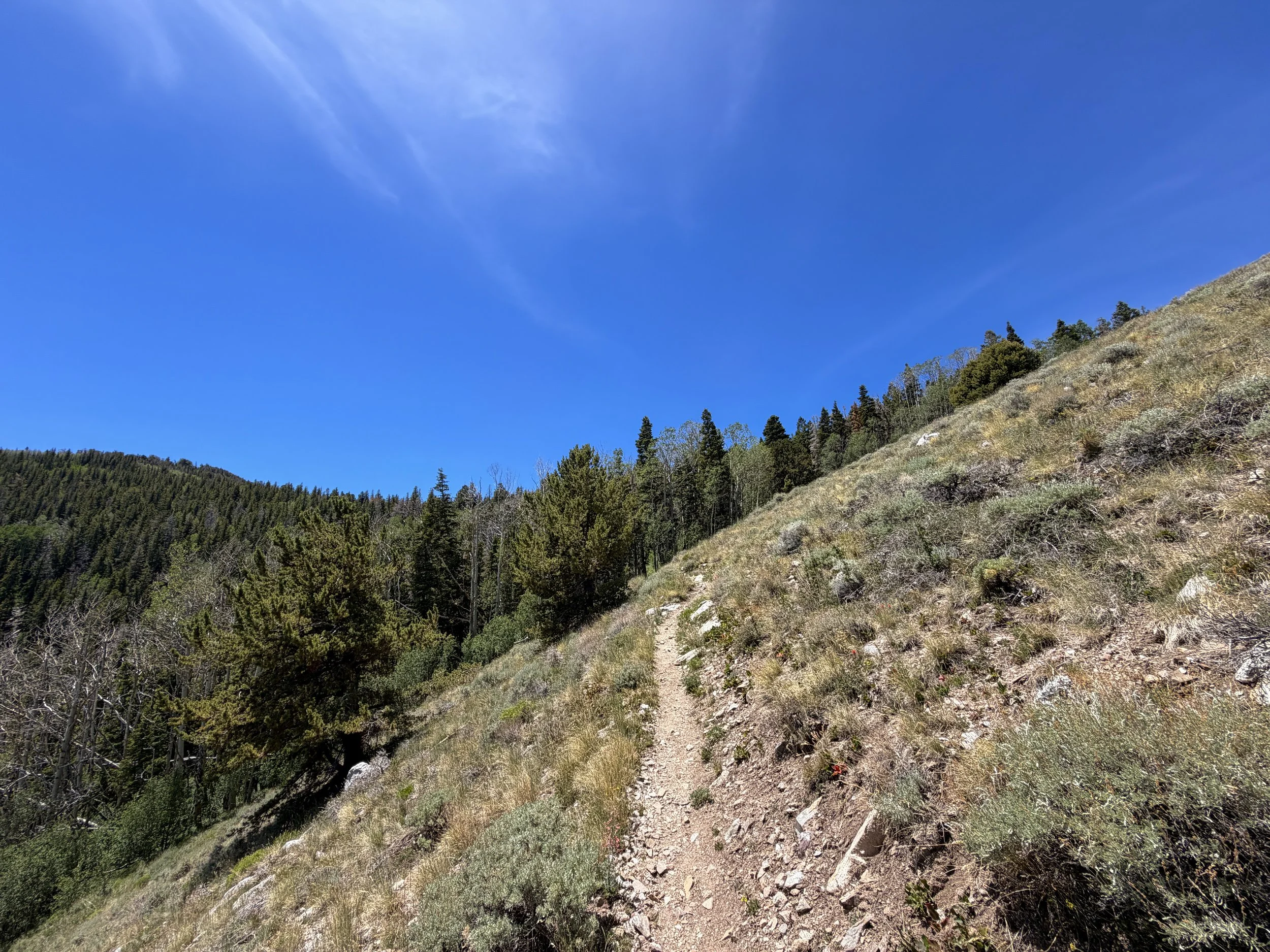 Timber Creek Loop Hike Great Basin National Park Nevada