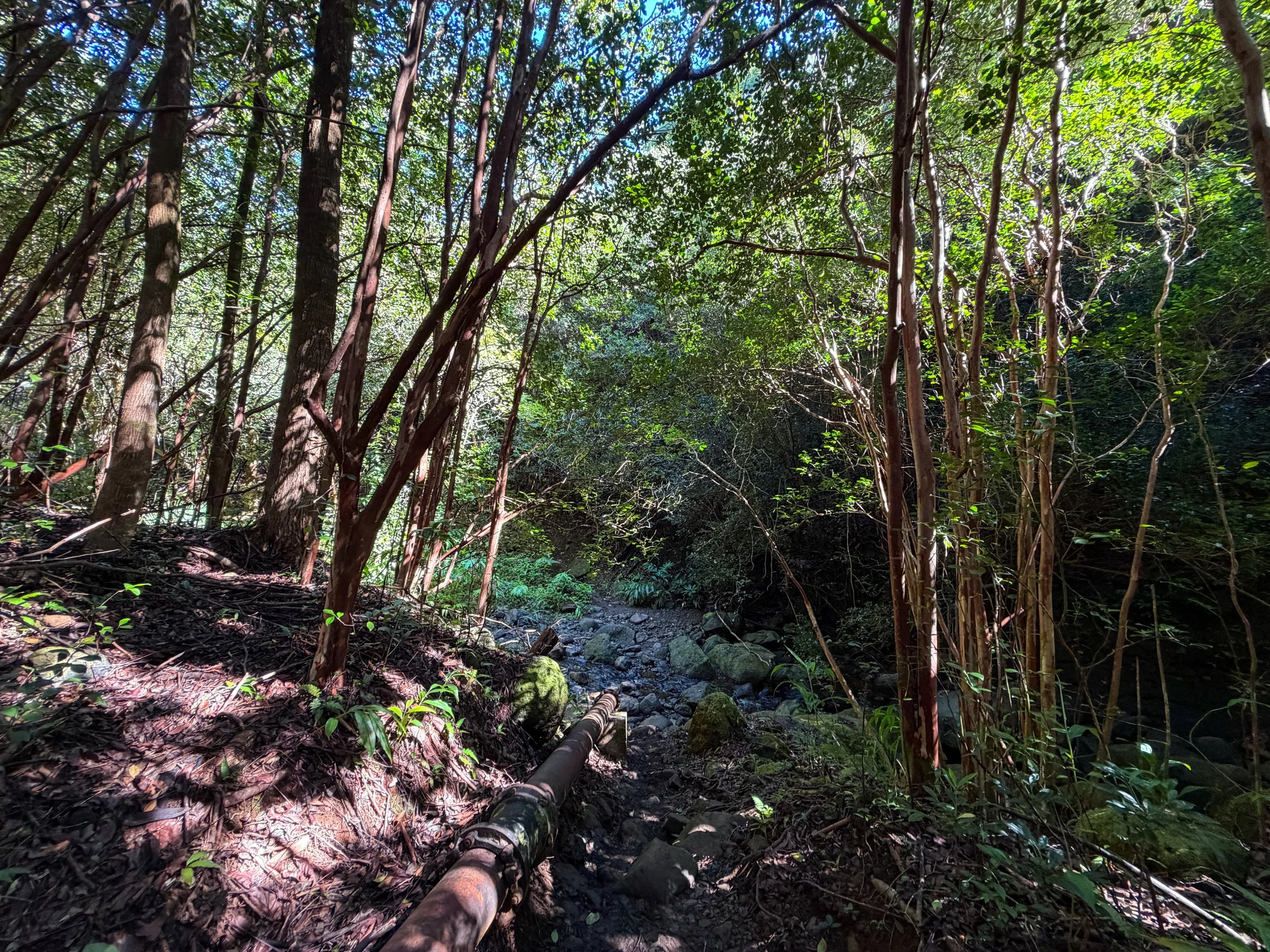 Kaau Crater Hike Oahu Hawaii