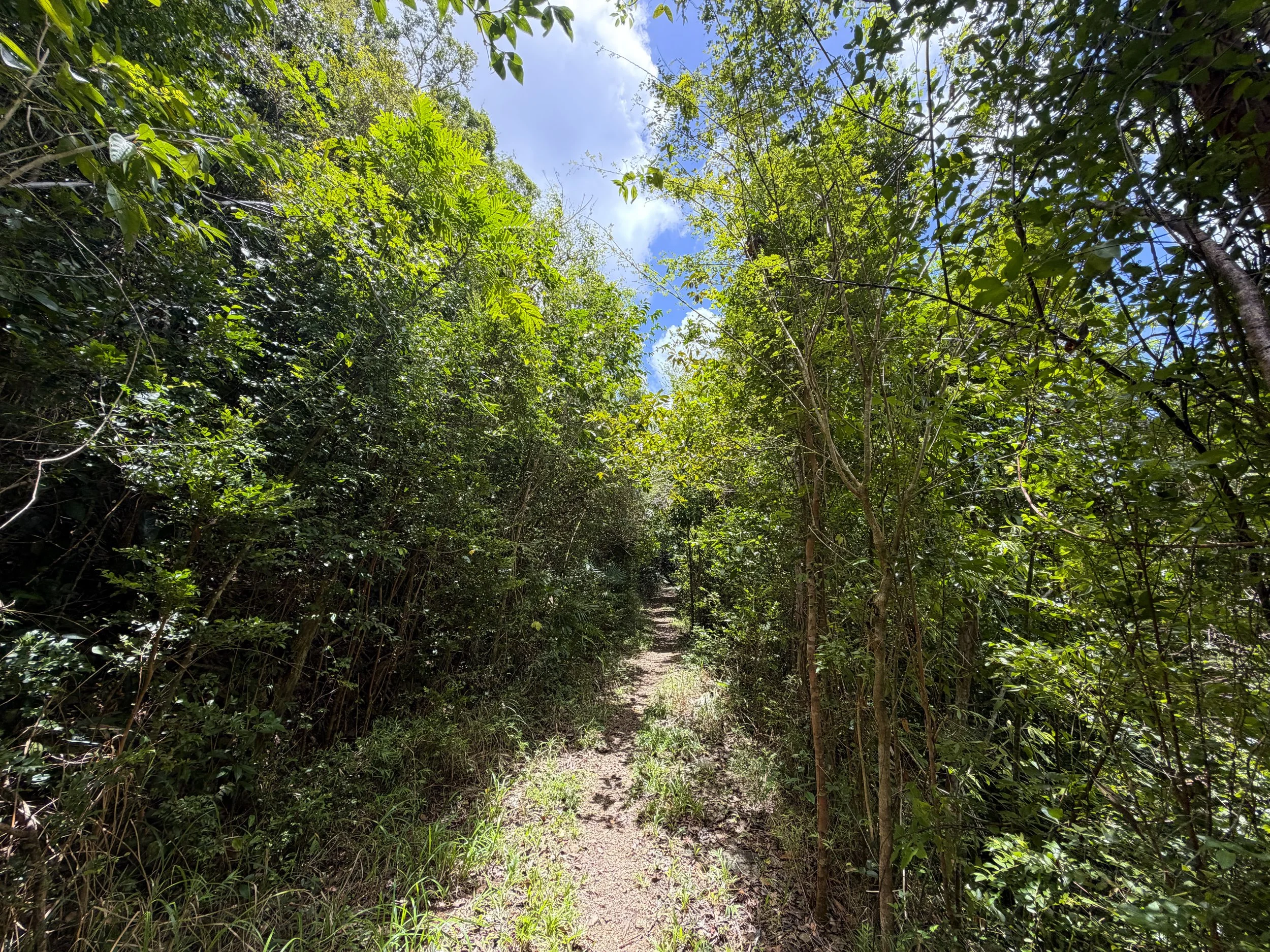 LEsperance Trail Virgin Islands National Park