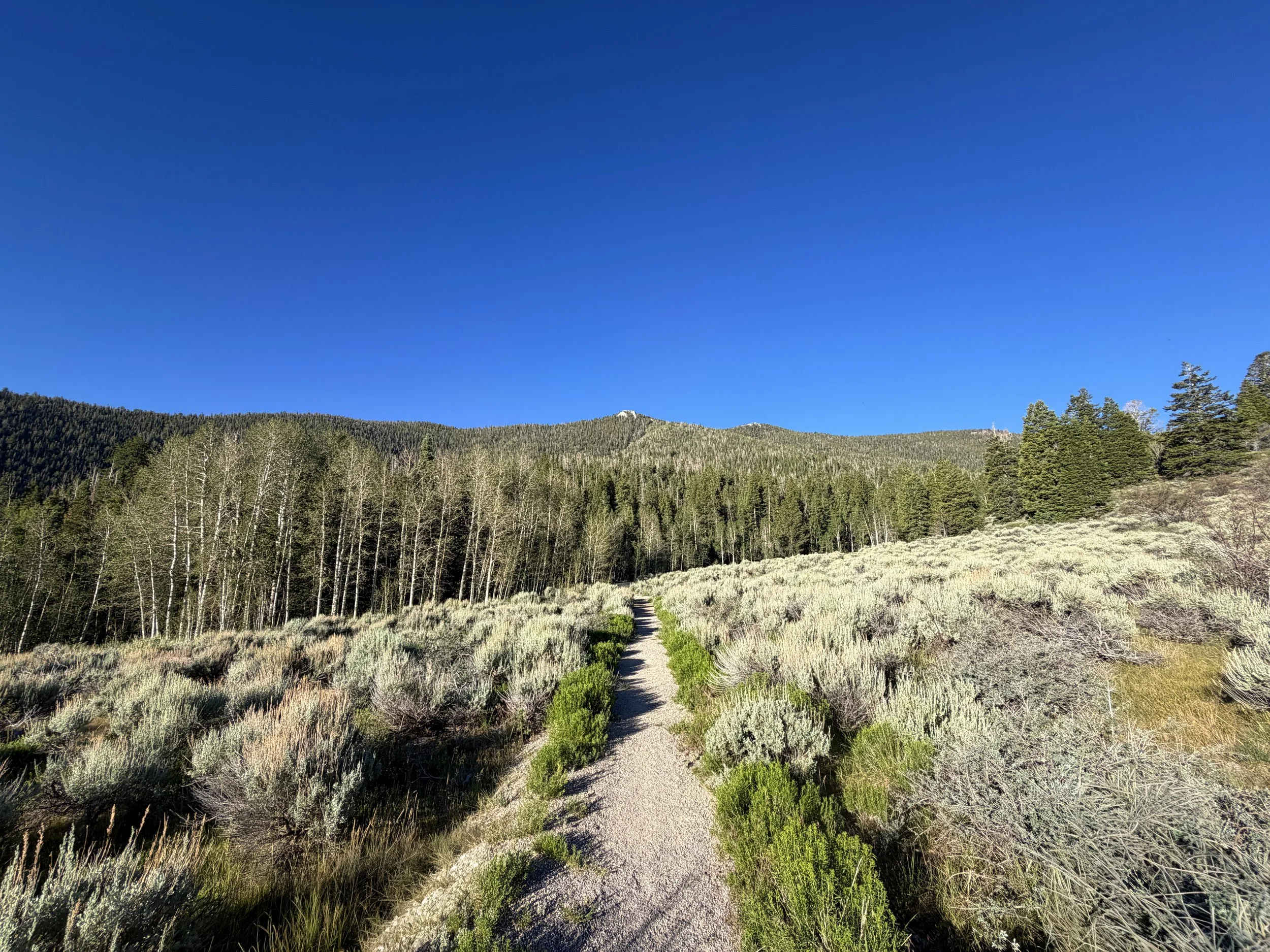 Snake Divide Trail Great Basin National Park Nevada