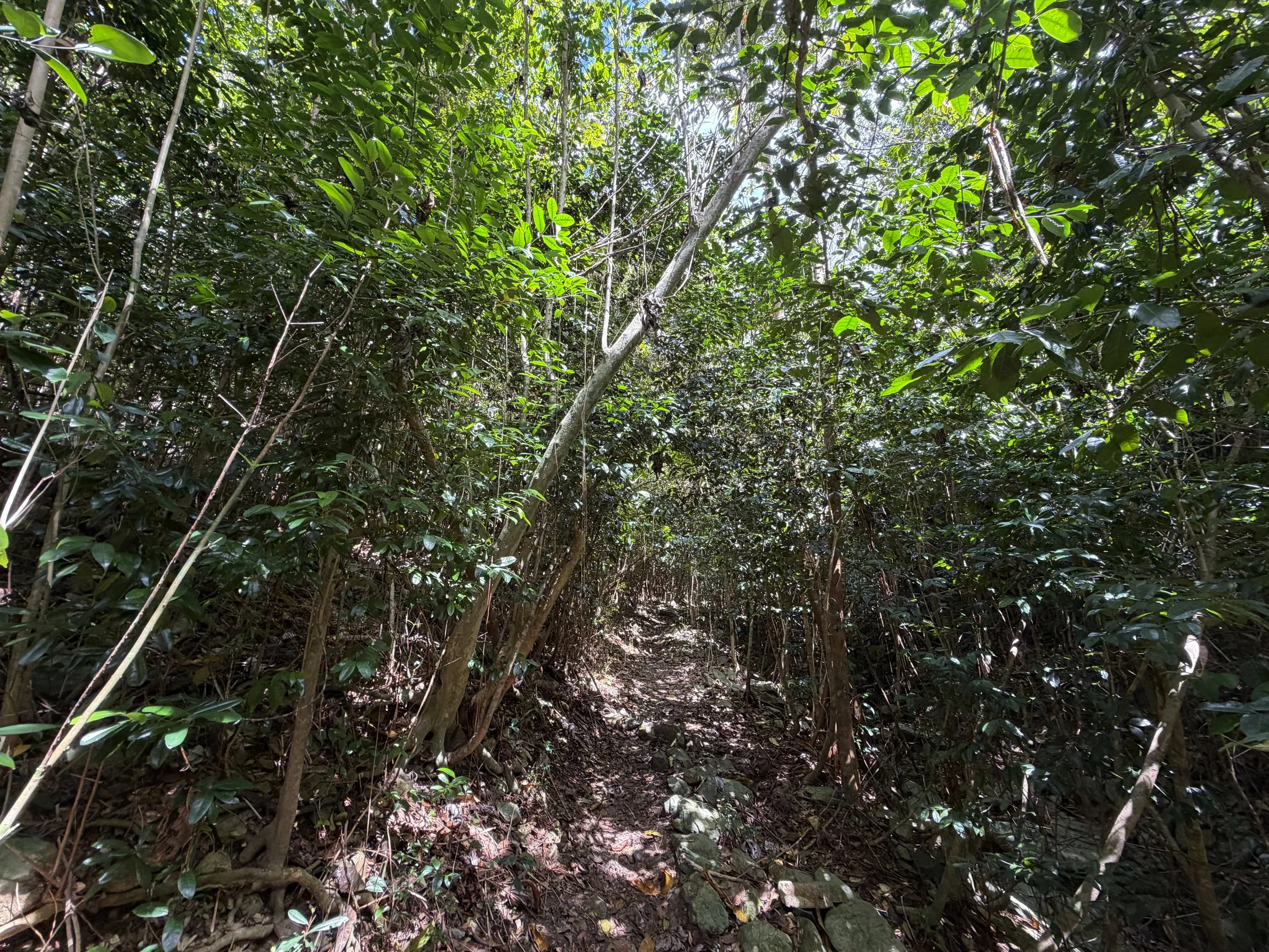 Cinnamon Bay Trail to Centerline Road Virgin Islands National Park