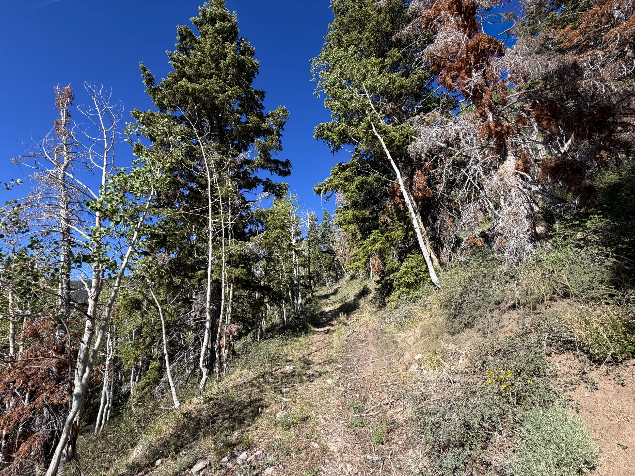 Johnson Lake Hike Great Basin National Park Nevada