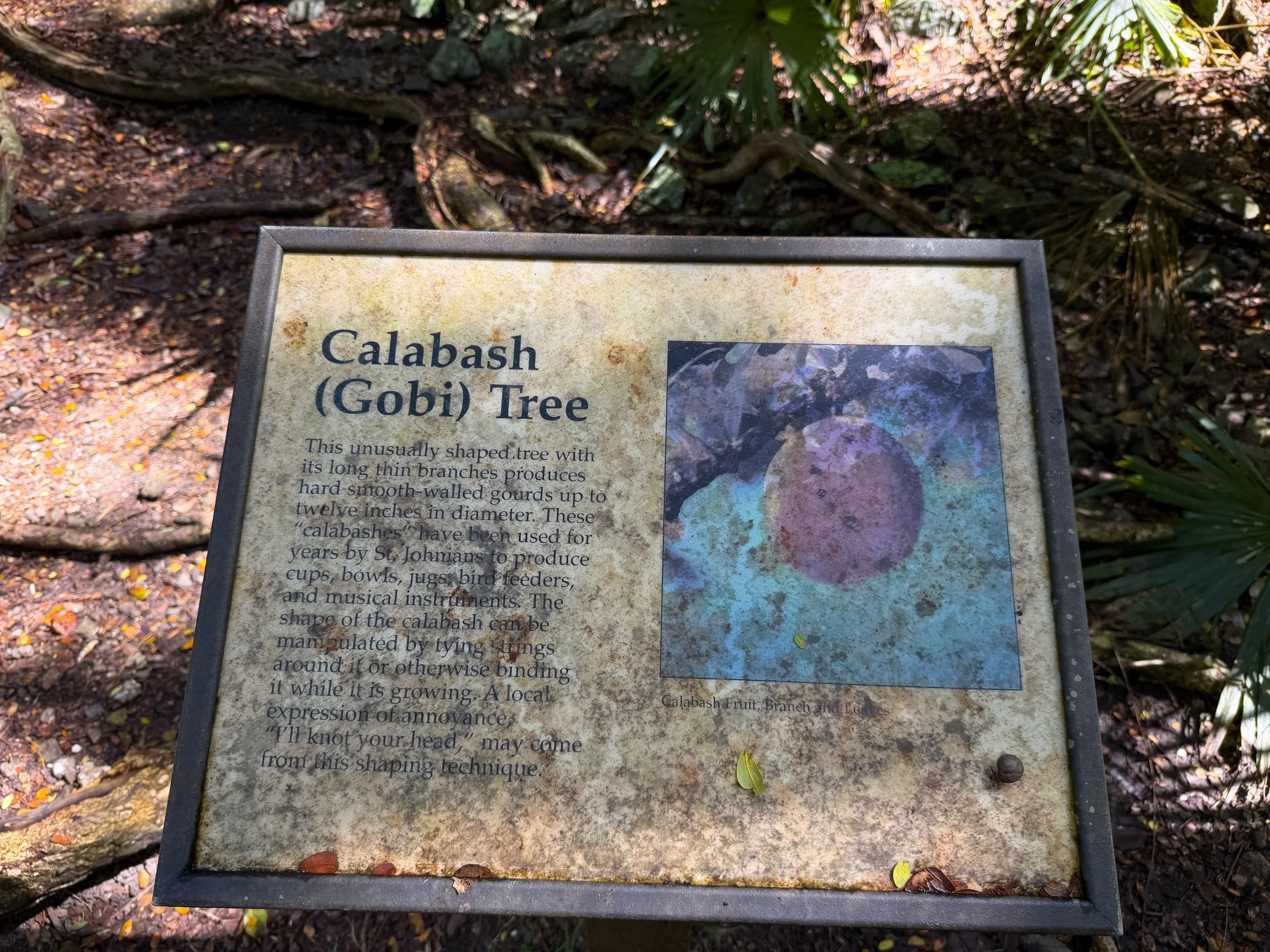 Cinnamon Bay Loop Trail Virgin Islands National Park