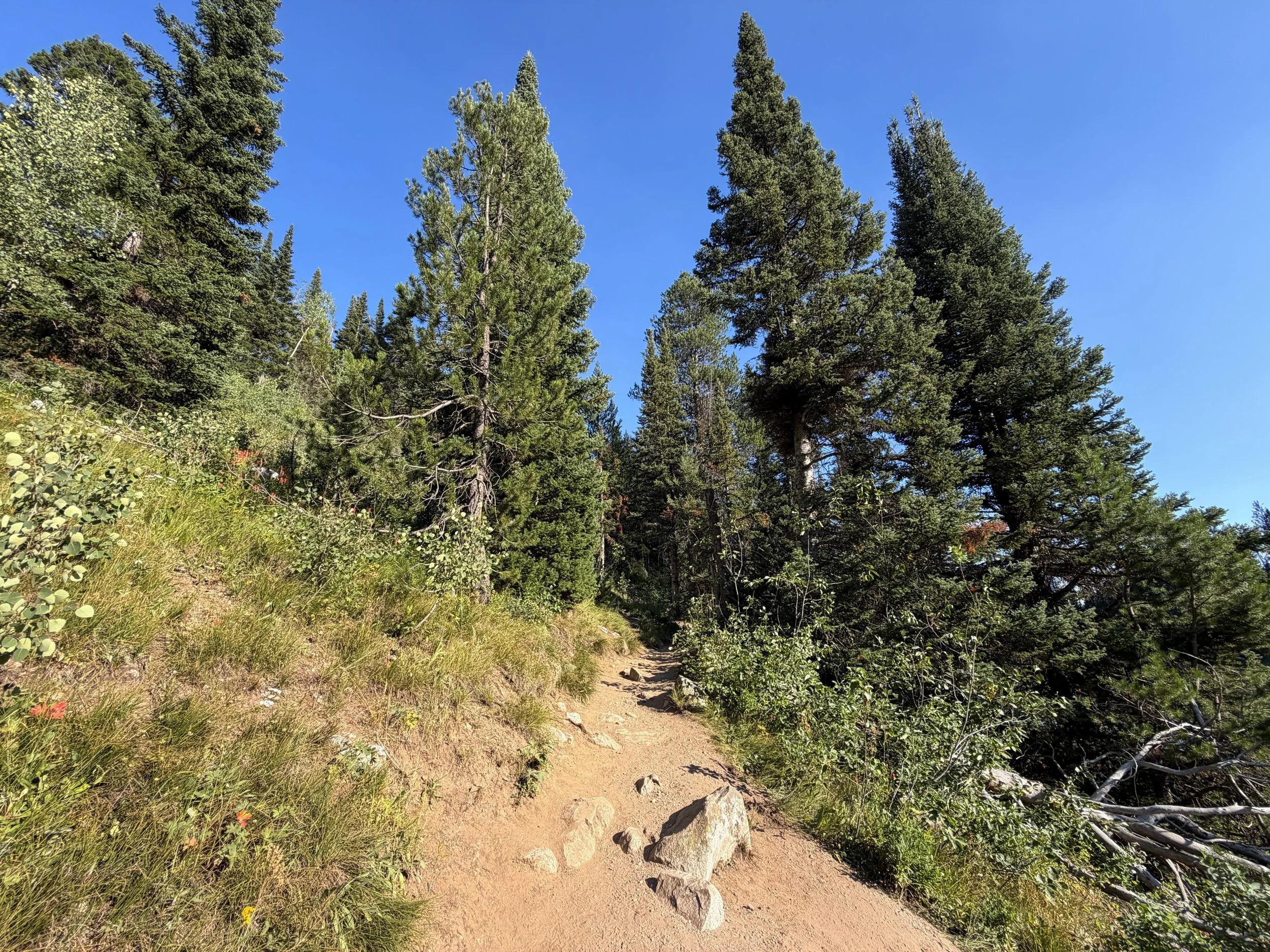 Moose Ponds Loop Trail Grand Teton National Park Wyoming