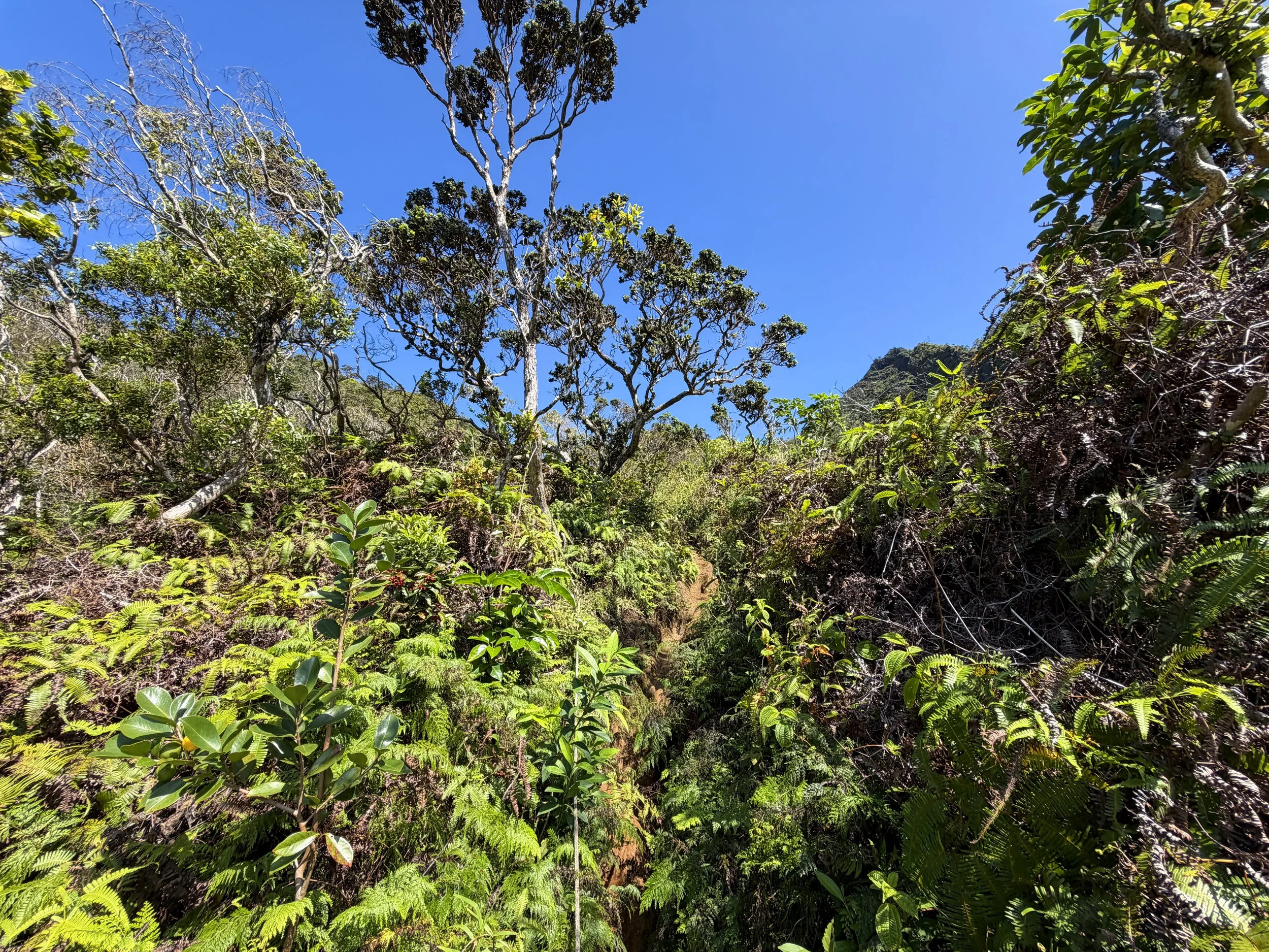 Kulanaahane Ridge Trail Oahu Hawaii